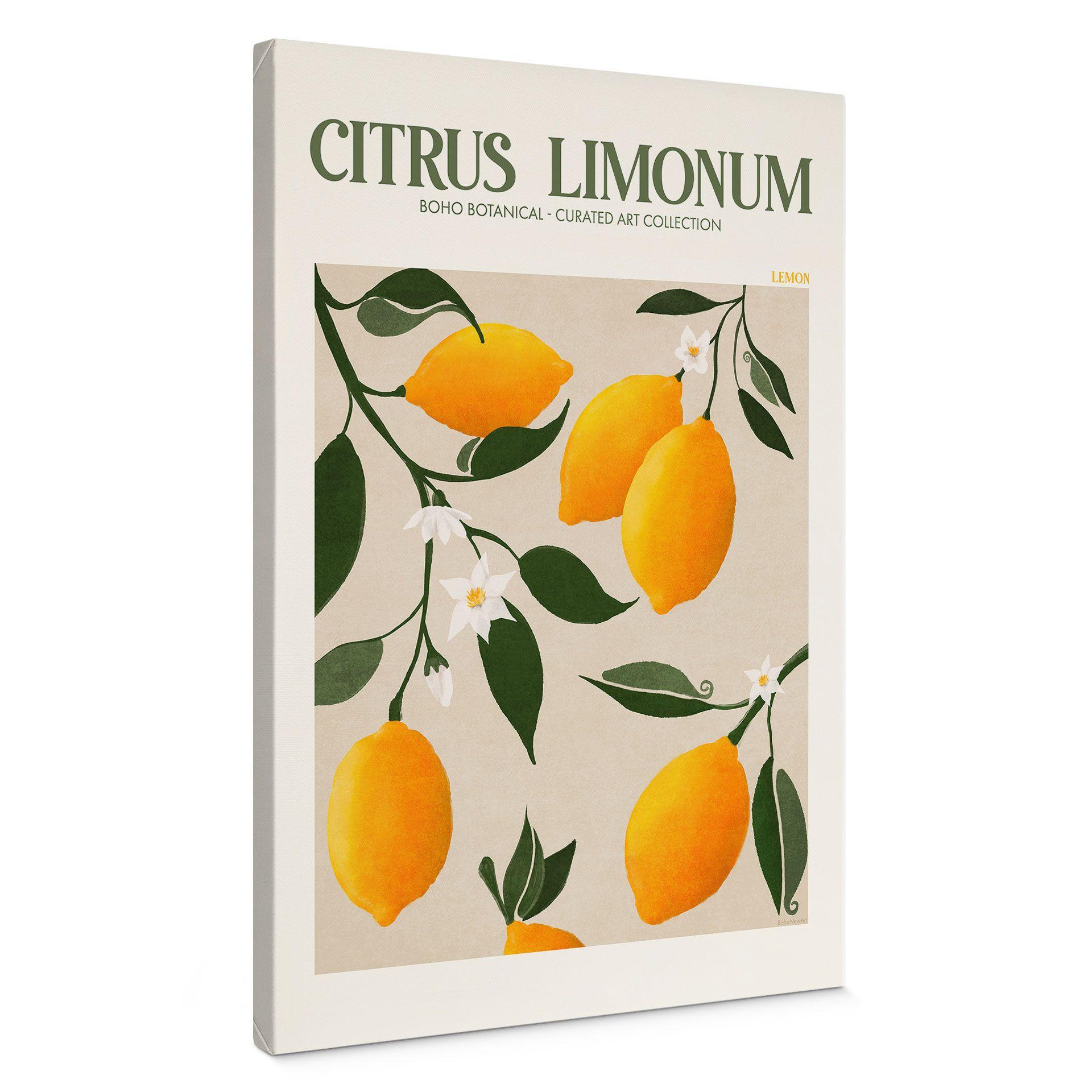 Lienzo Boho limonero - Citrus Limonum - Tunaboylu