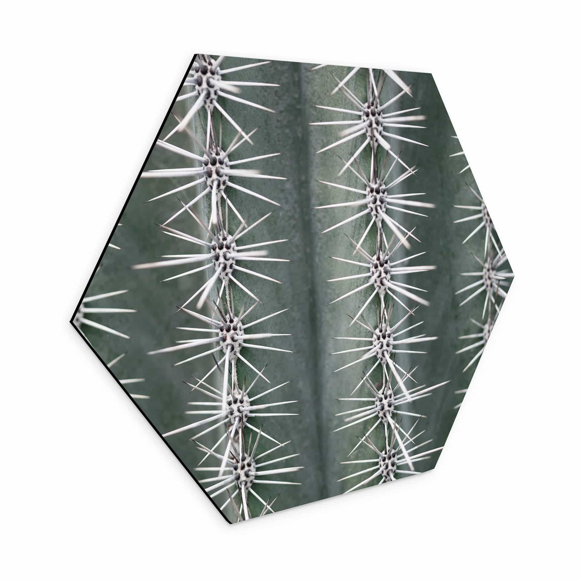 Hexagone - alu-Dibond 1X Studio - Cactus