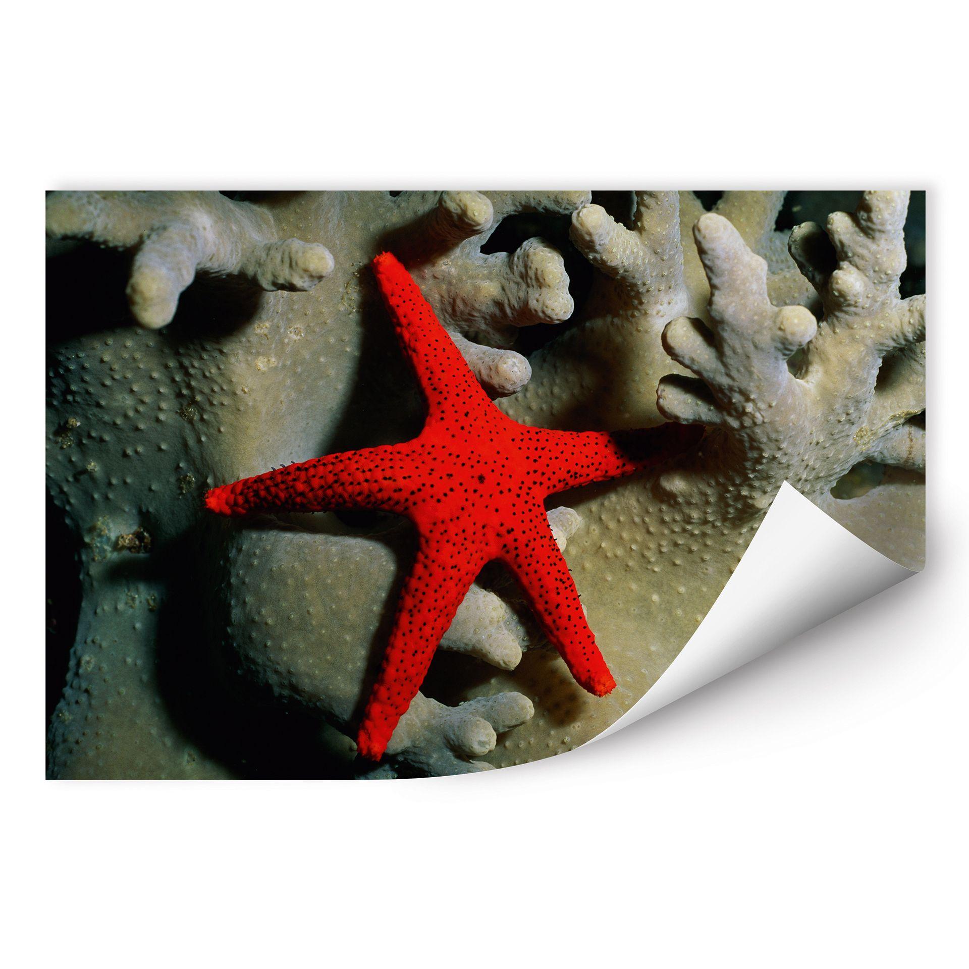 Poster autocollant - W - NG Étoile de Mer Rouge