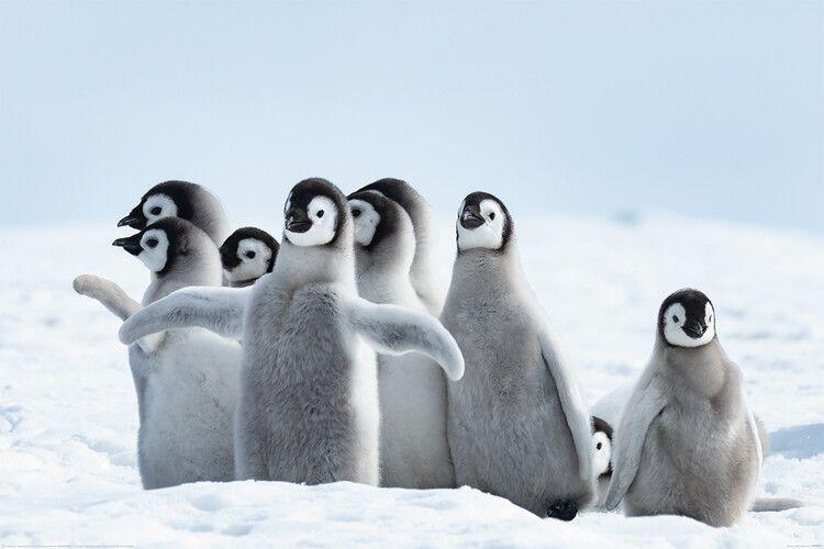 Poster The Penguins - Family 91,5x61 cm