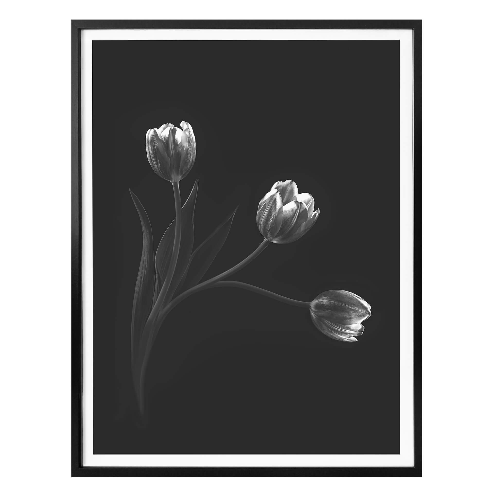 Plakat - Pan - Tulipantrio