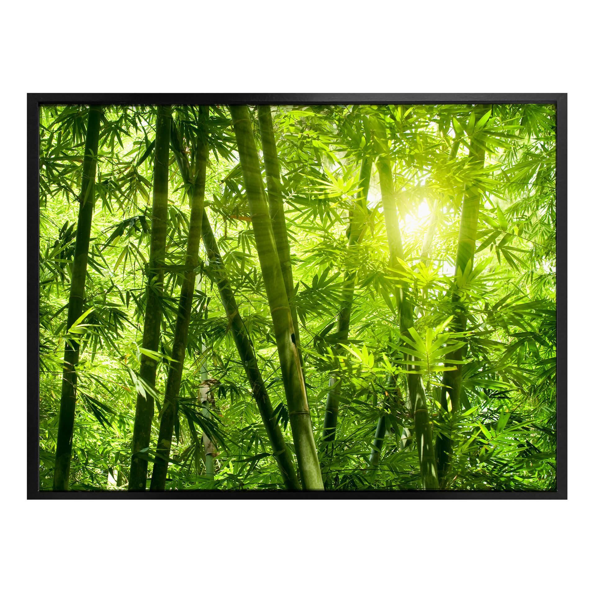 Poster - Rayon de soleil dans la forêt de bambous