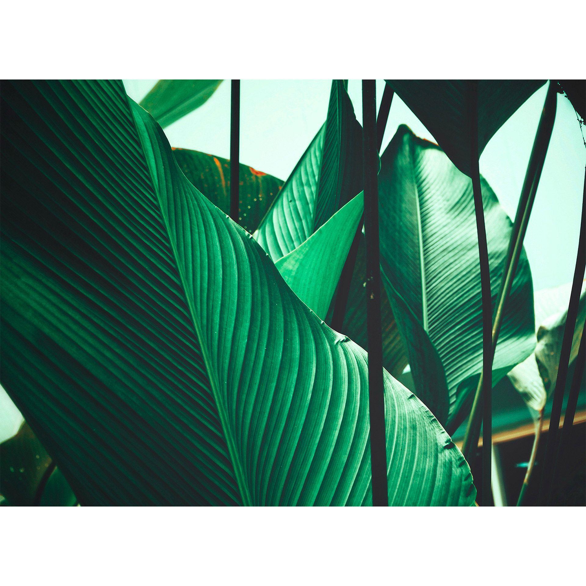 non-woven tapet Designwalls i grønt og sort non-woven tapet Leaf Stalks palm trees jungle