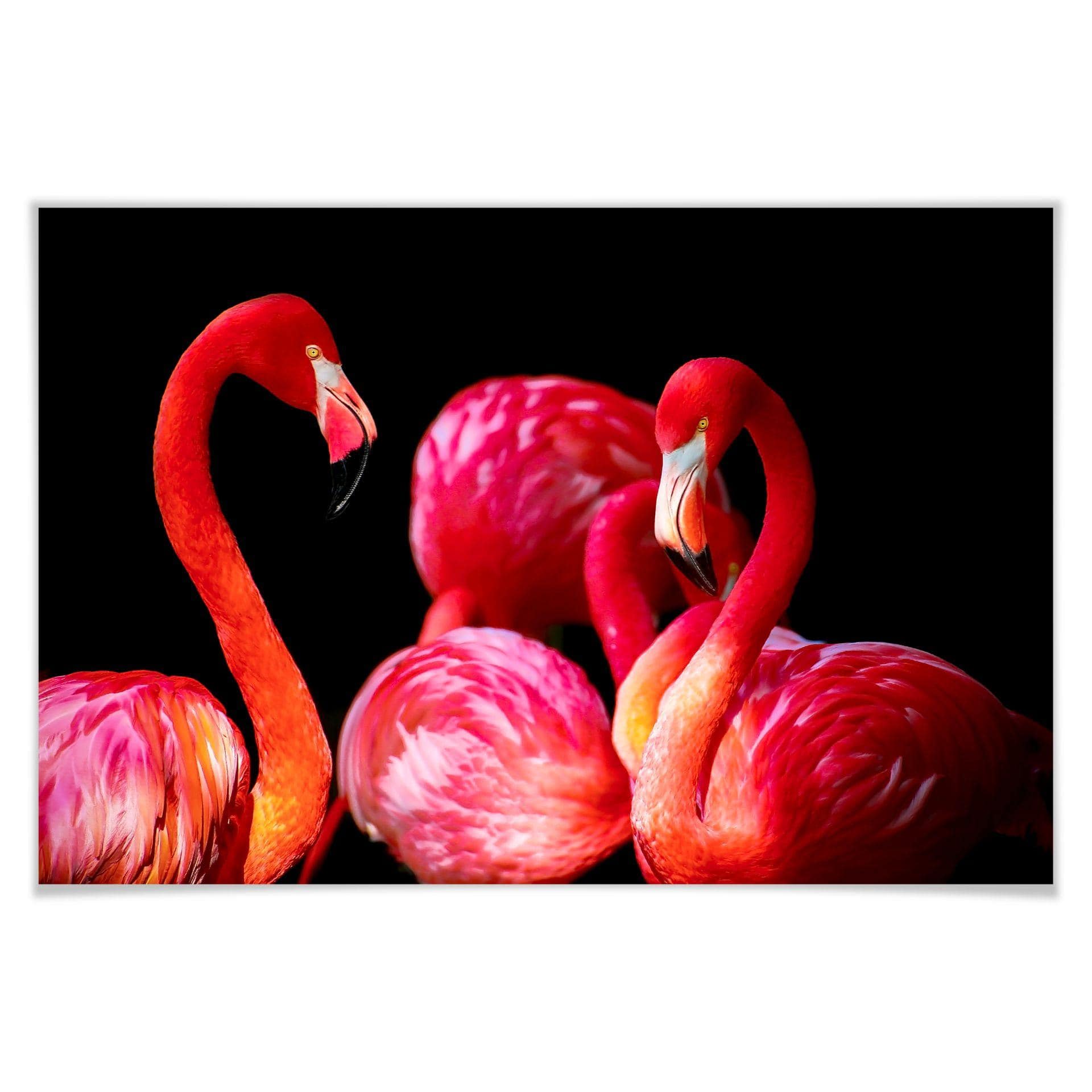 Poster - Pink Flamingo