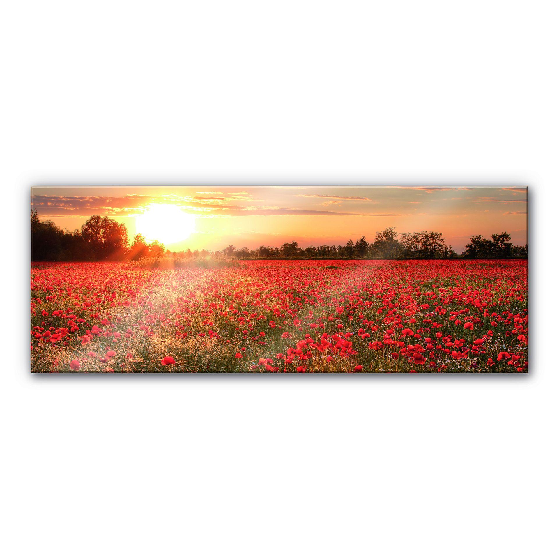Akrylbillede Valmuemark i solnedgang - Panorama