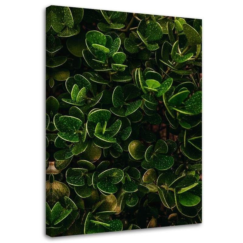 Canvasbillede, Grønne blade af eksotiske planter