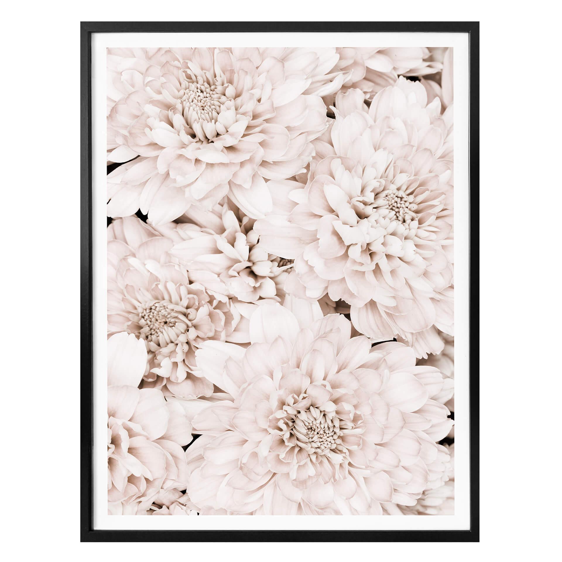 Plakat - 1X Studio - Apricot Aster