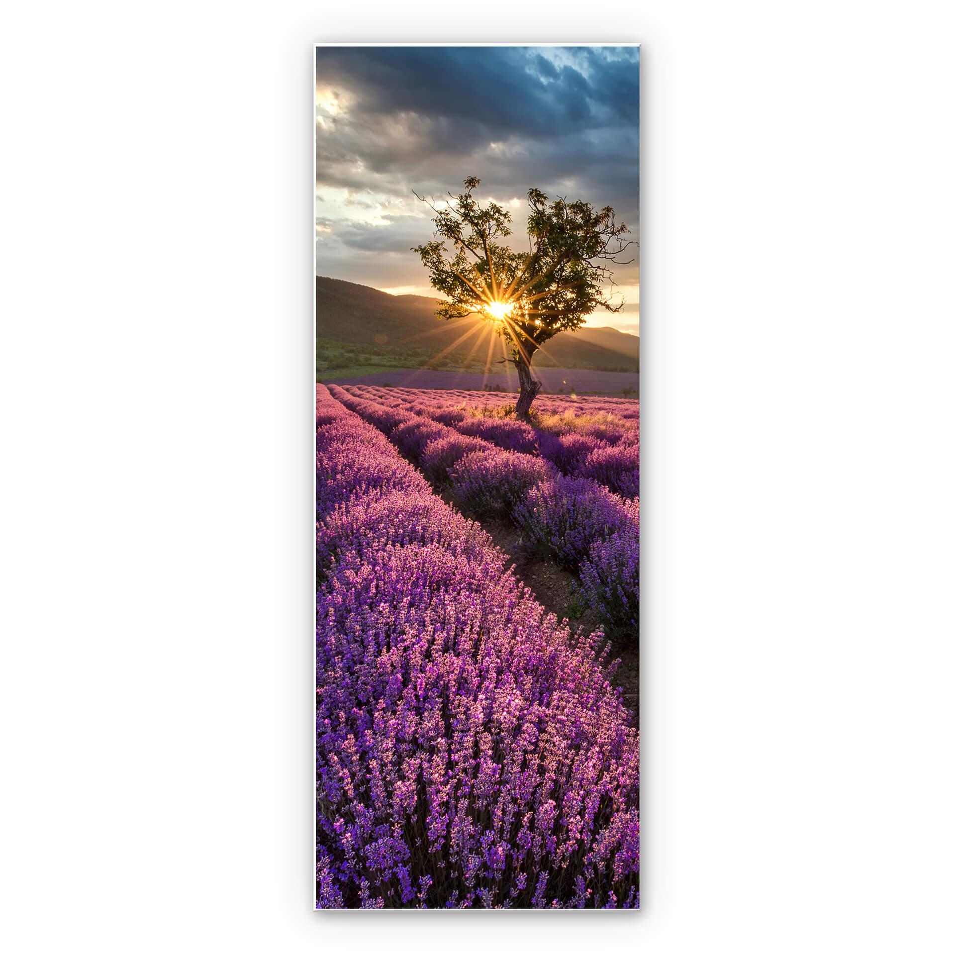 Tableau Forex - Floraison de lavande en Provence - Panorama 02