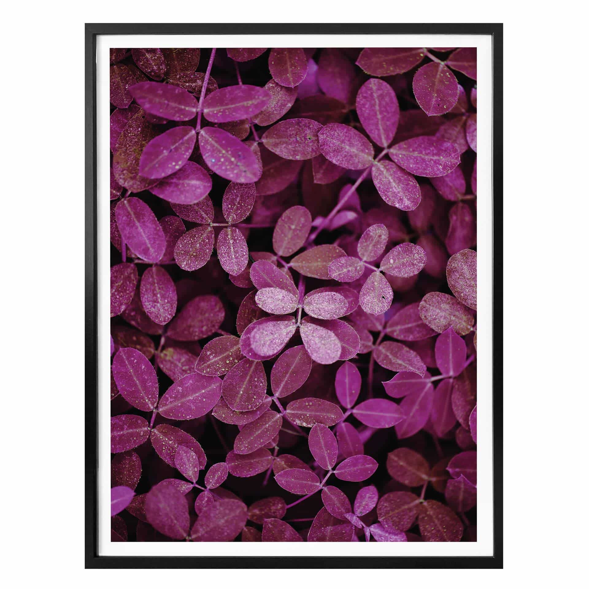 Poster - Feuilles roses