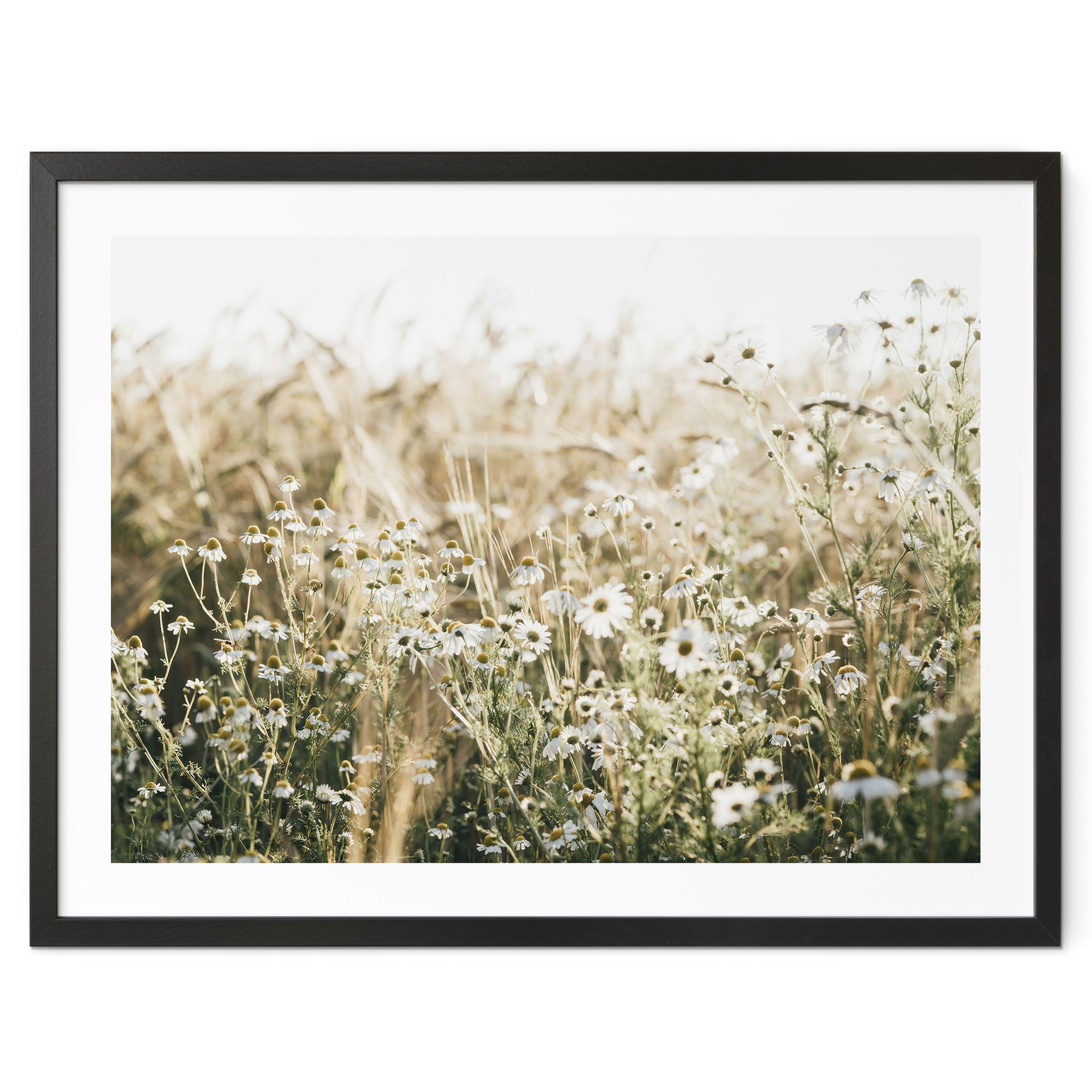 Póster Pradera de verano con manzanilla - Annie