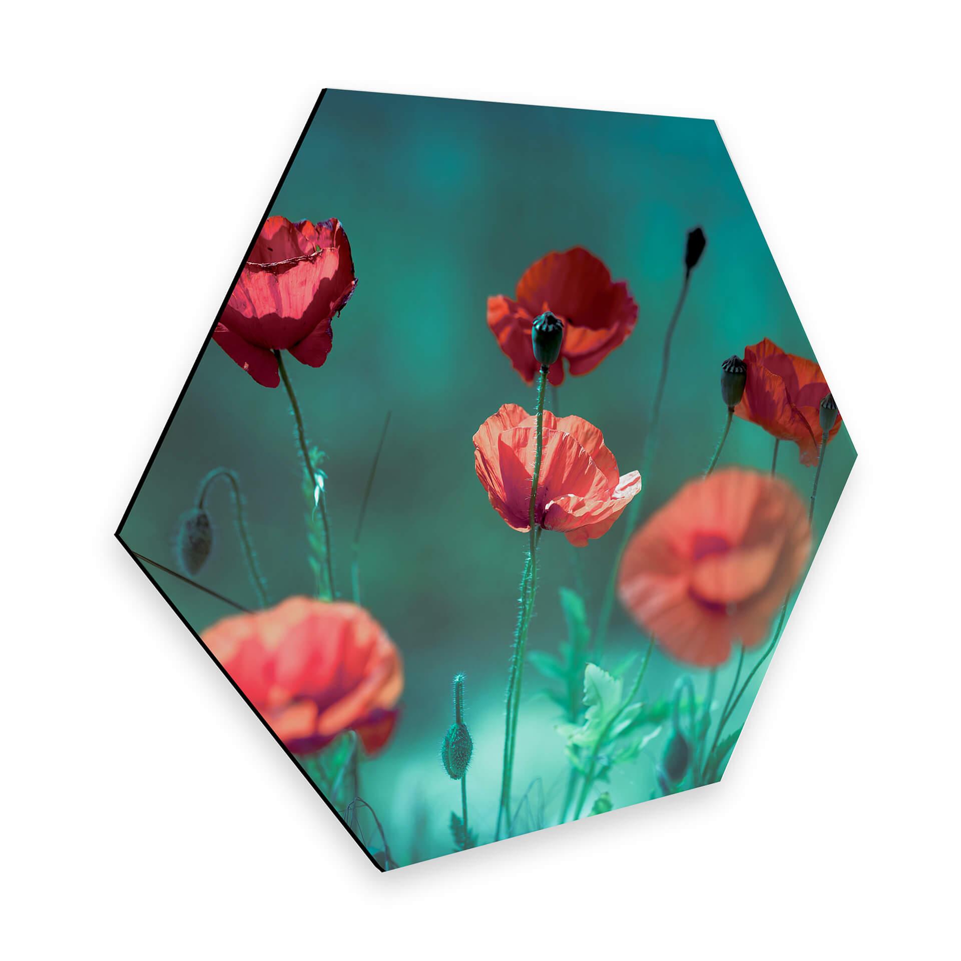 Hexagone - Alu-Dibond Delgado - Coquelicots aigues-marines 