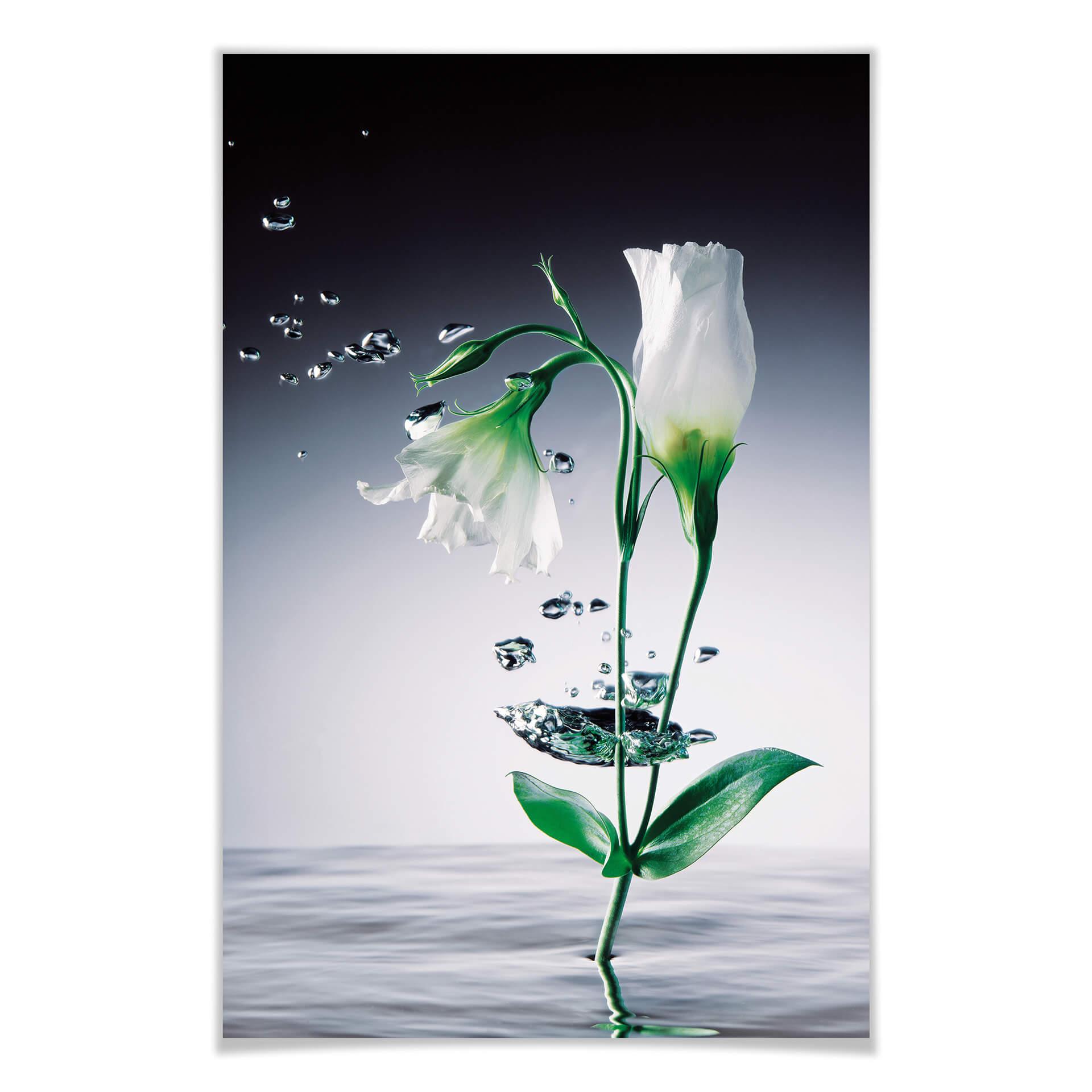 Giant Art® XXL-Poster Crystal Flowers - 115x175 cm