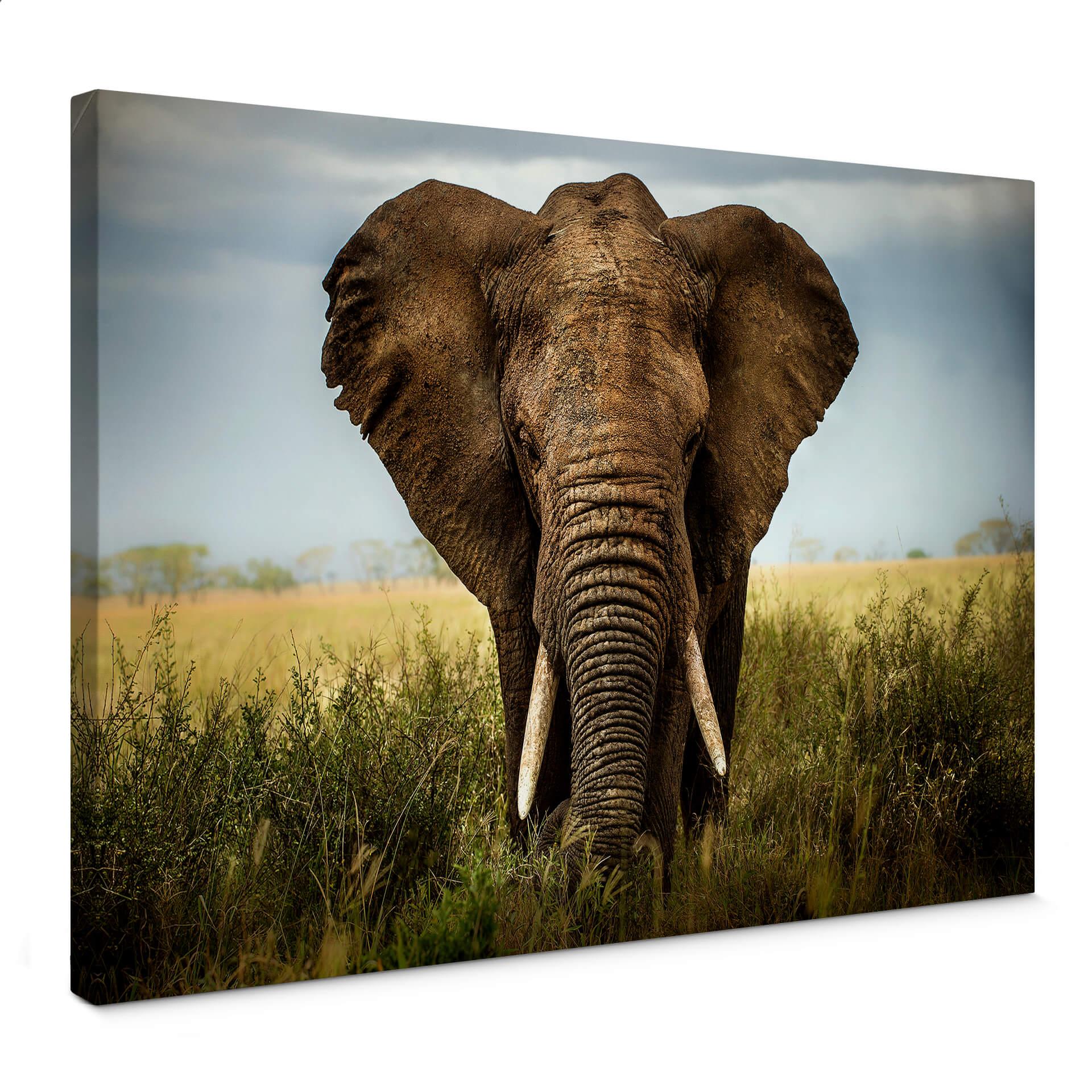 Canvasbillede - Ghizzi-Panizza - Encounter in Africa