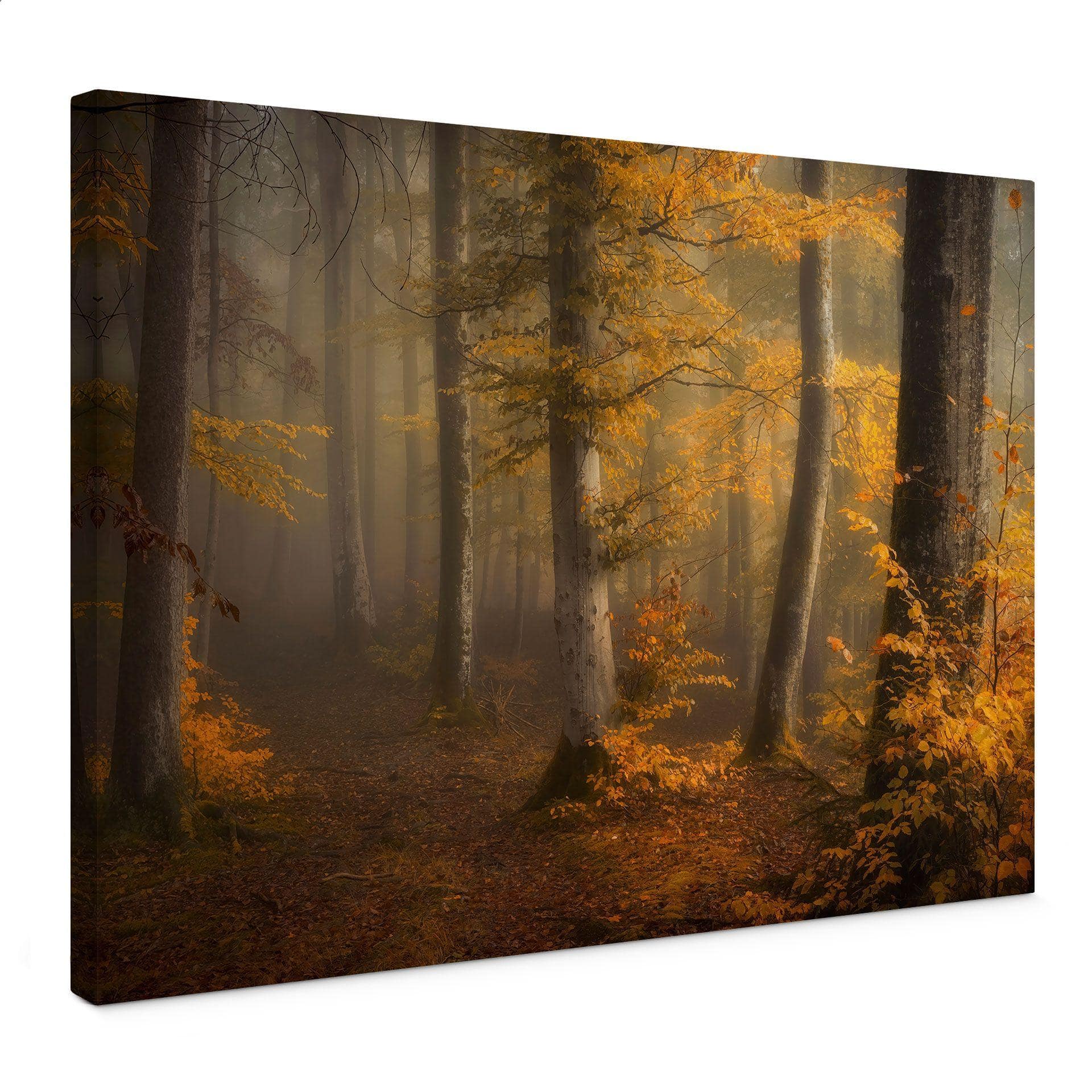 Canvasbillede Gyldne blade i en tåget skov - Maier