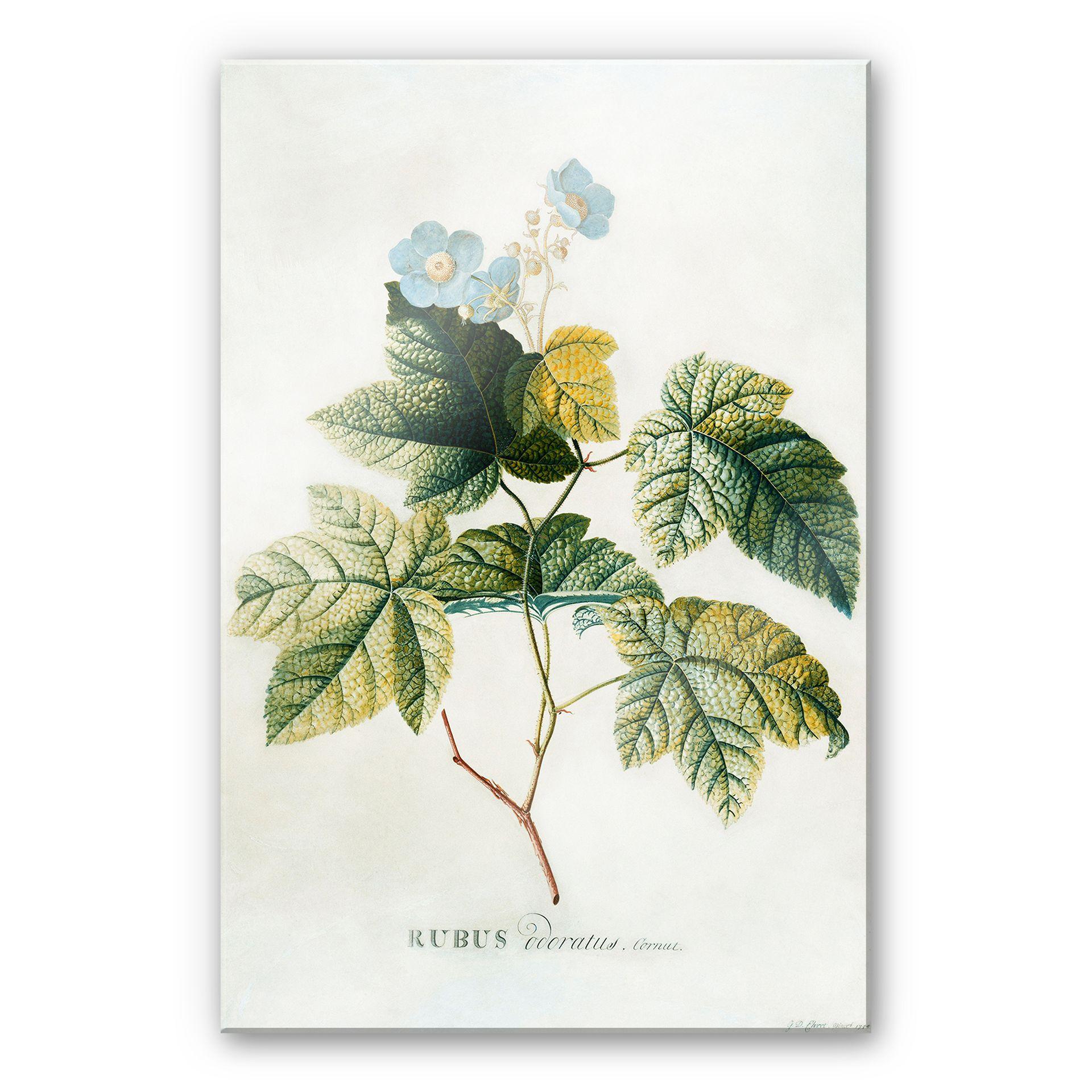 Akrylbillede Ehret - Rubus