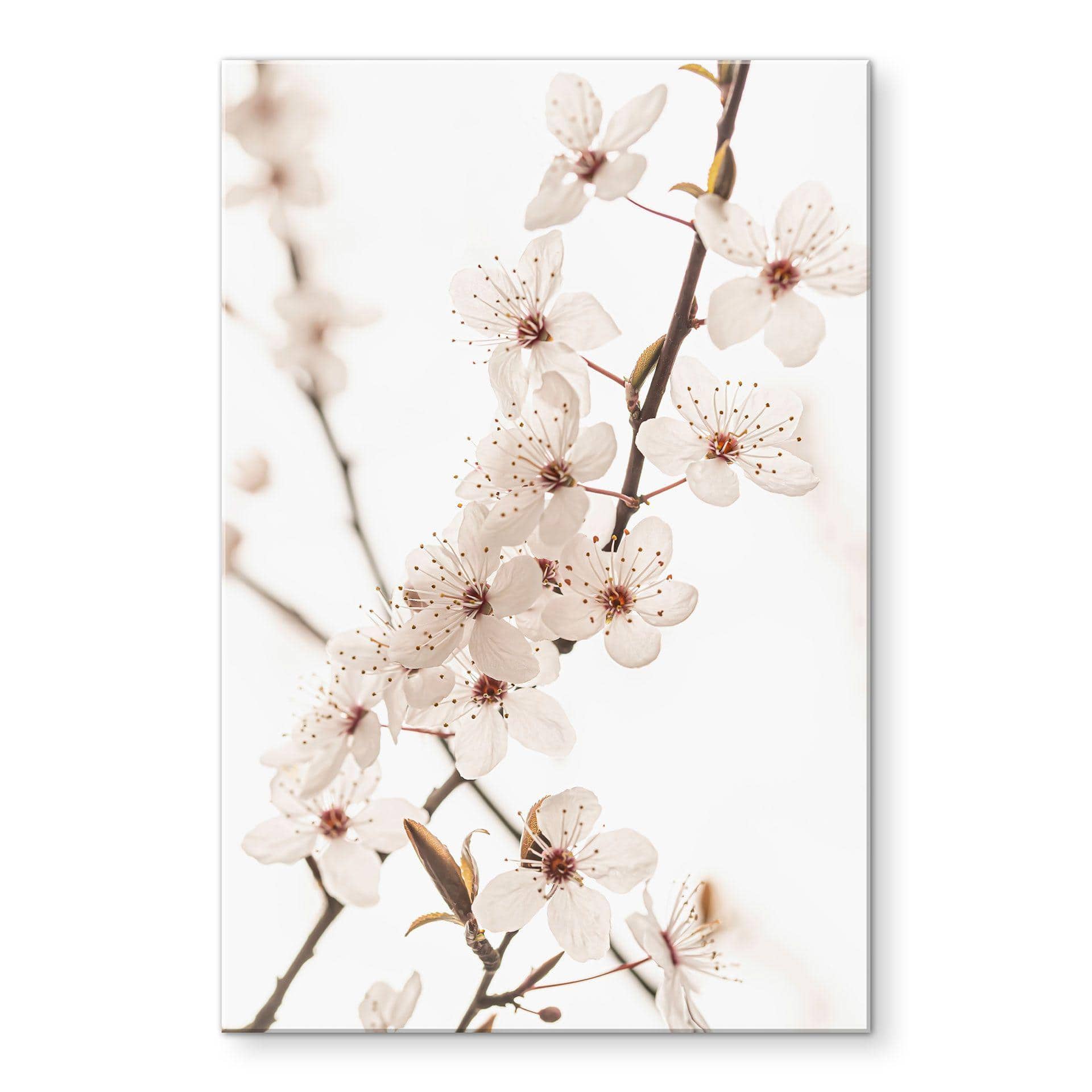 Akrylbillede Gren med hvide kirsebærblomster - Sisi & Seb