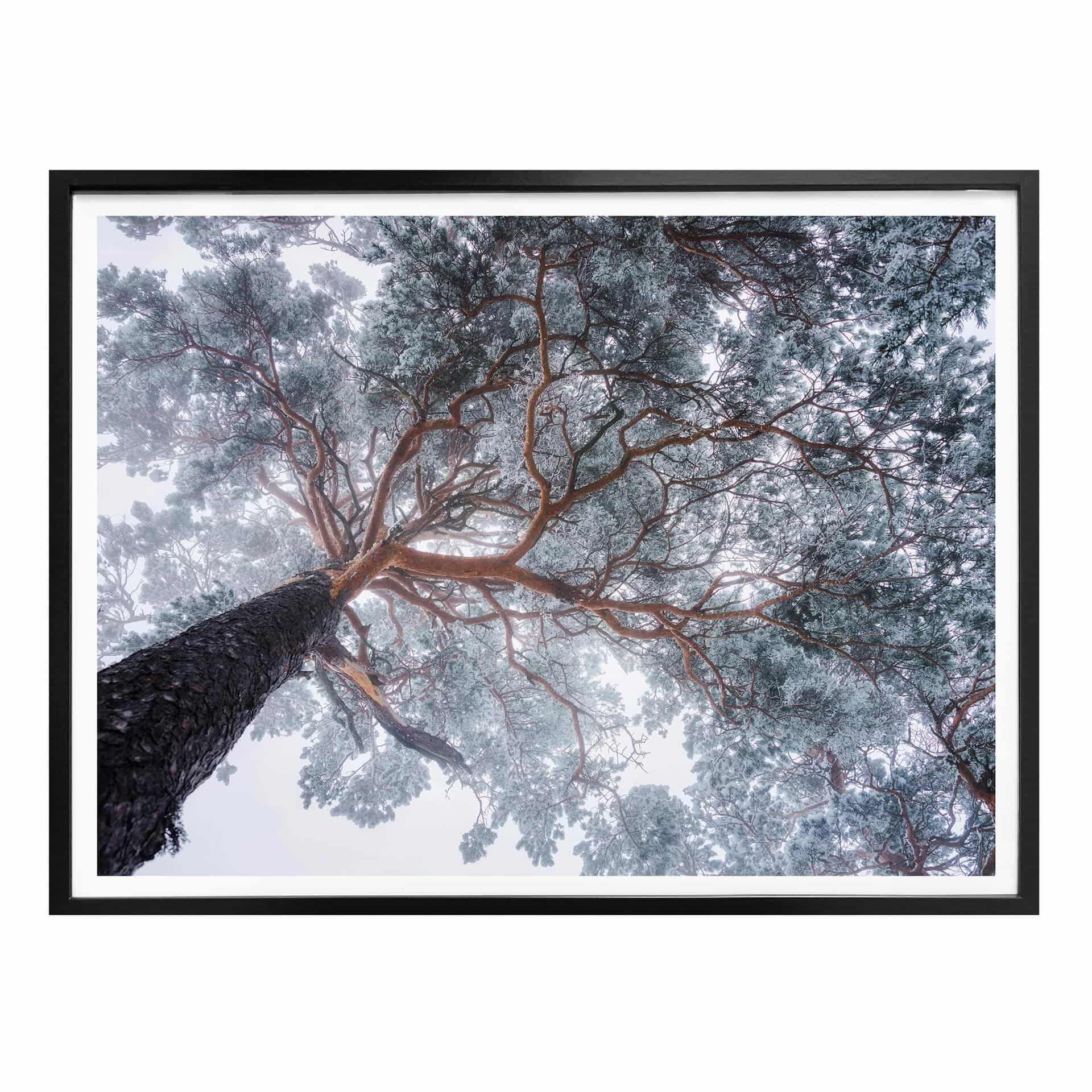 Póster Krivec - Árbol en invierno