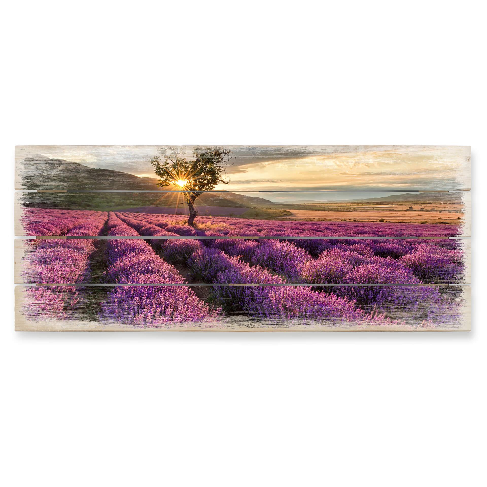 Lavendelblomster i Provence - panorama 