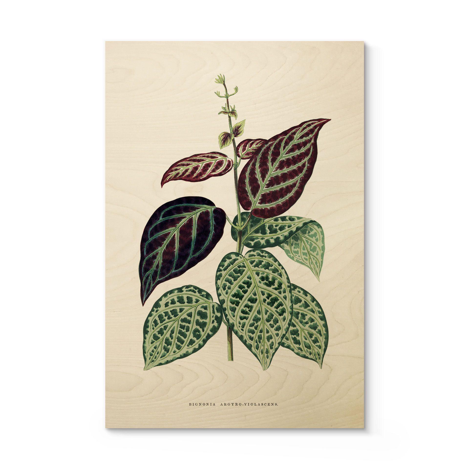 Træplakat Illustration af blade - Bignonia Argyro Violascea