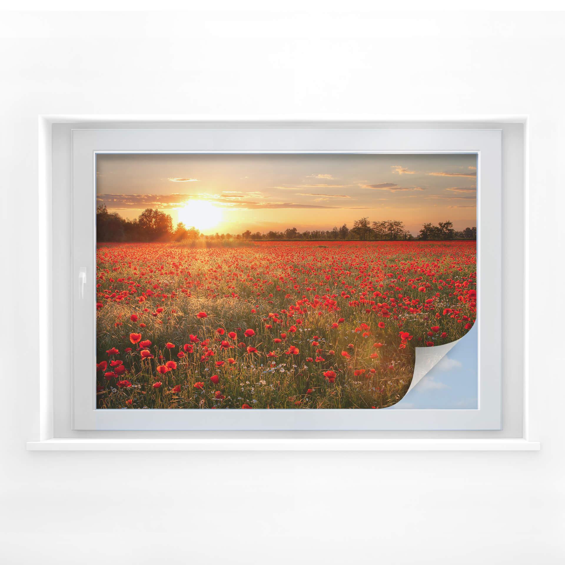 Película de privacidad Sunset poppy field