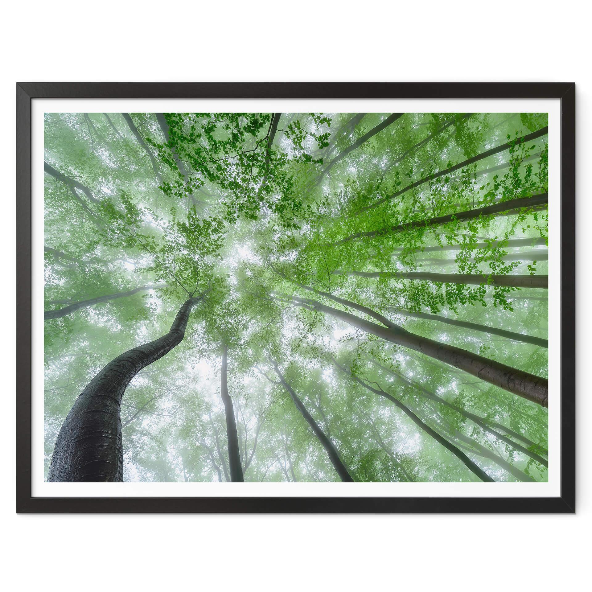 Poster Pavlasek - Cime des arbres verts