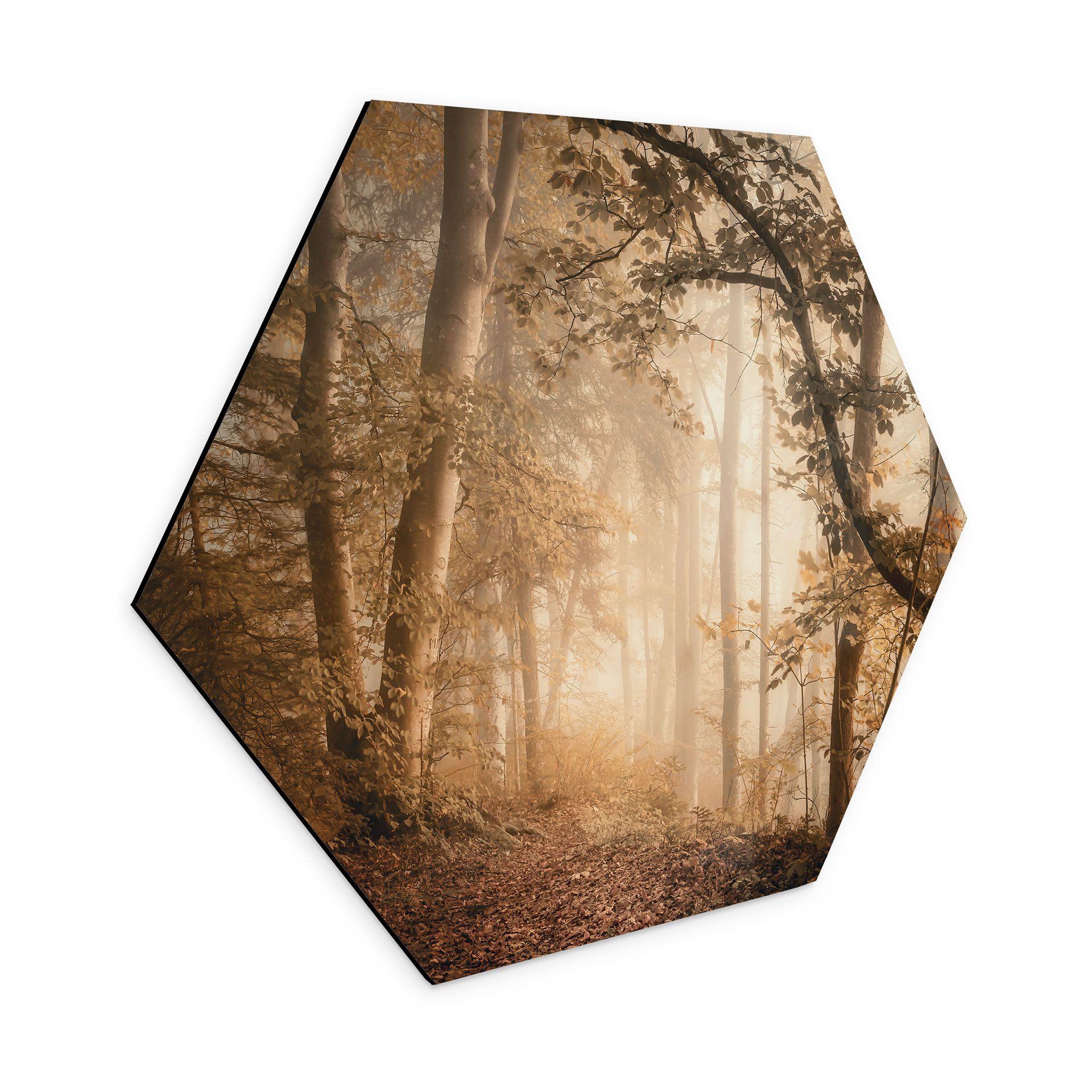 Hexagon Dibond Skov i morgentåge - Maier