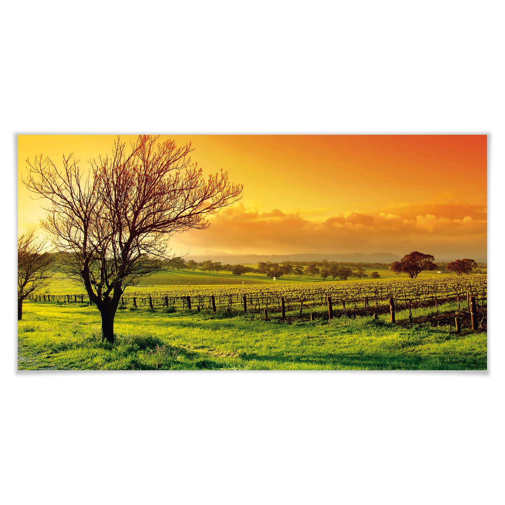 Póster Vino Paisaje - Panorama
