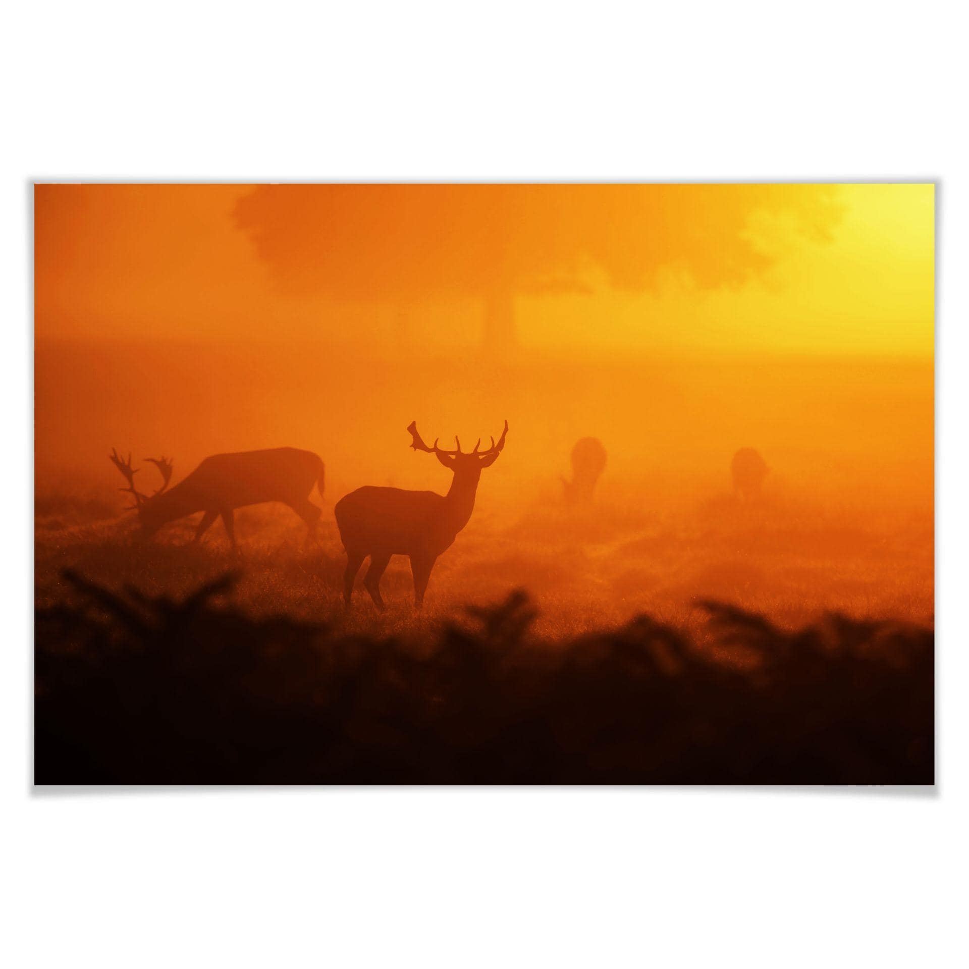 Poster - Cerfs au coucher de soleil