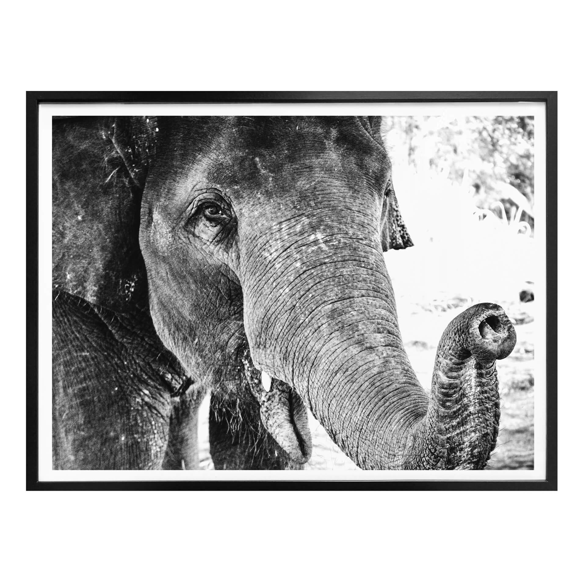 Póster Elefante indio