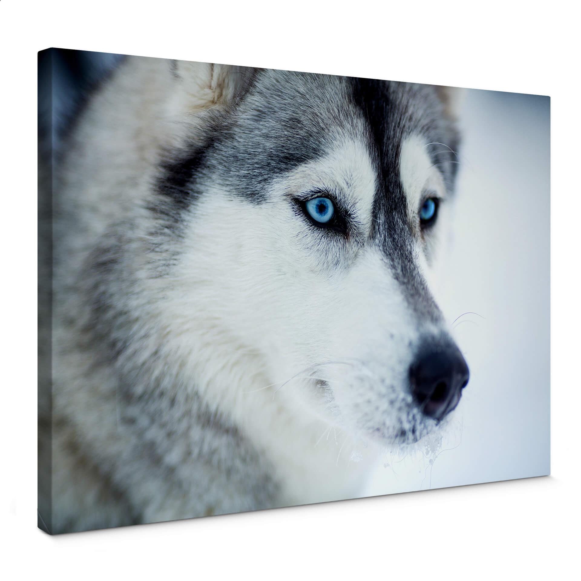 Lienzo ojos azules hielo