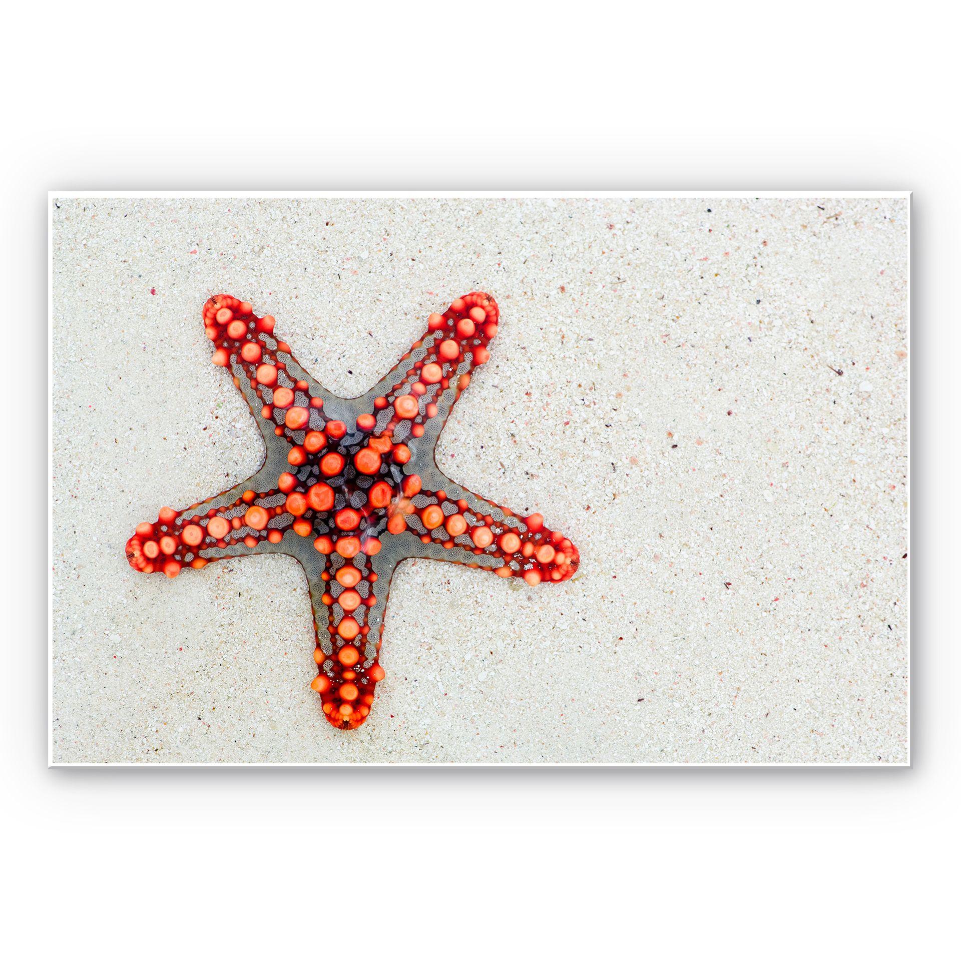 Tableau Forex - Étoile de mer lumineuse