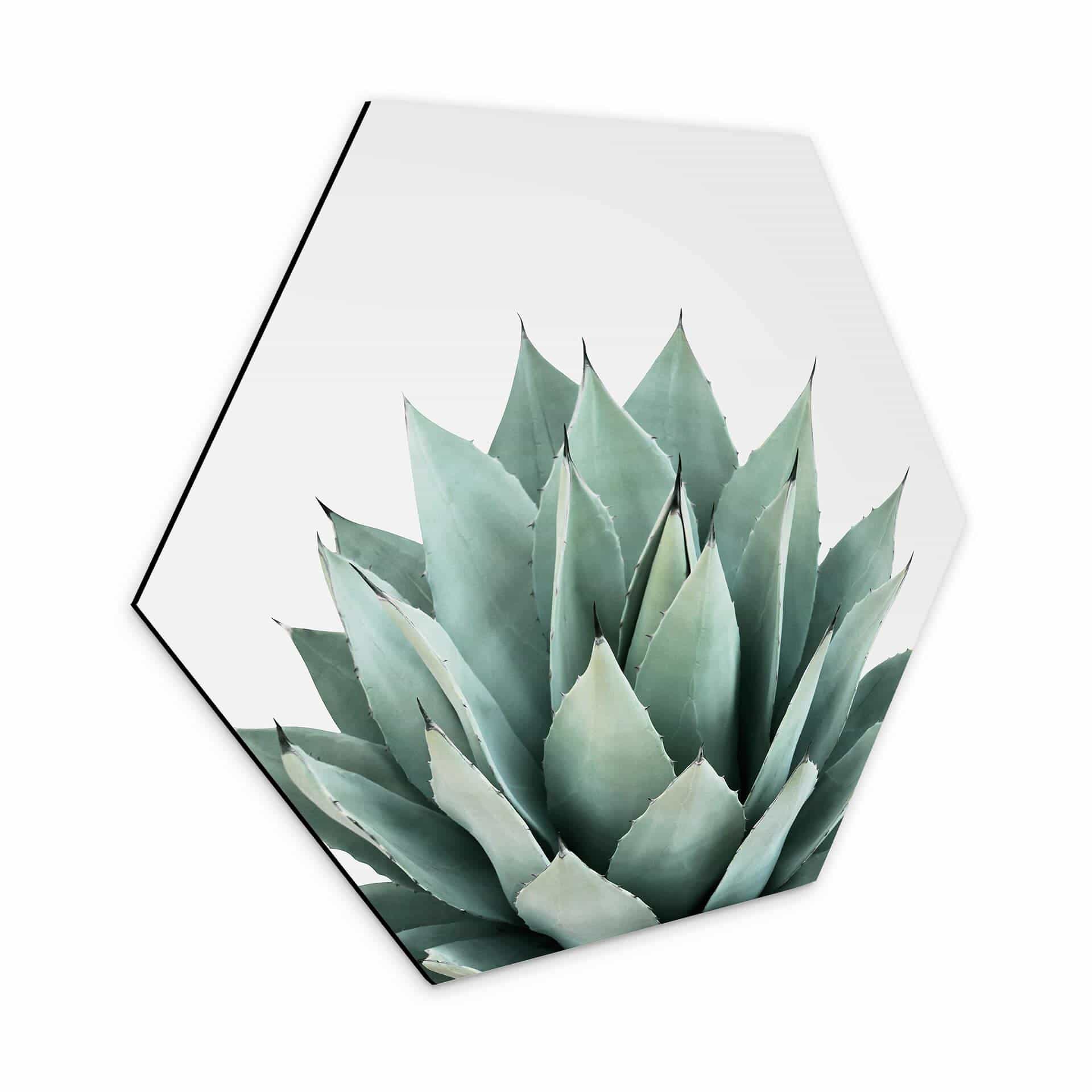 Hexagon Dibond Sisi & Seb - Succulents