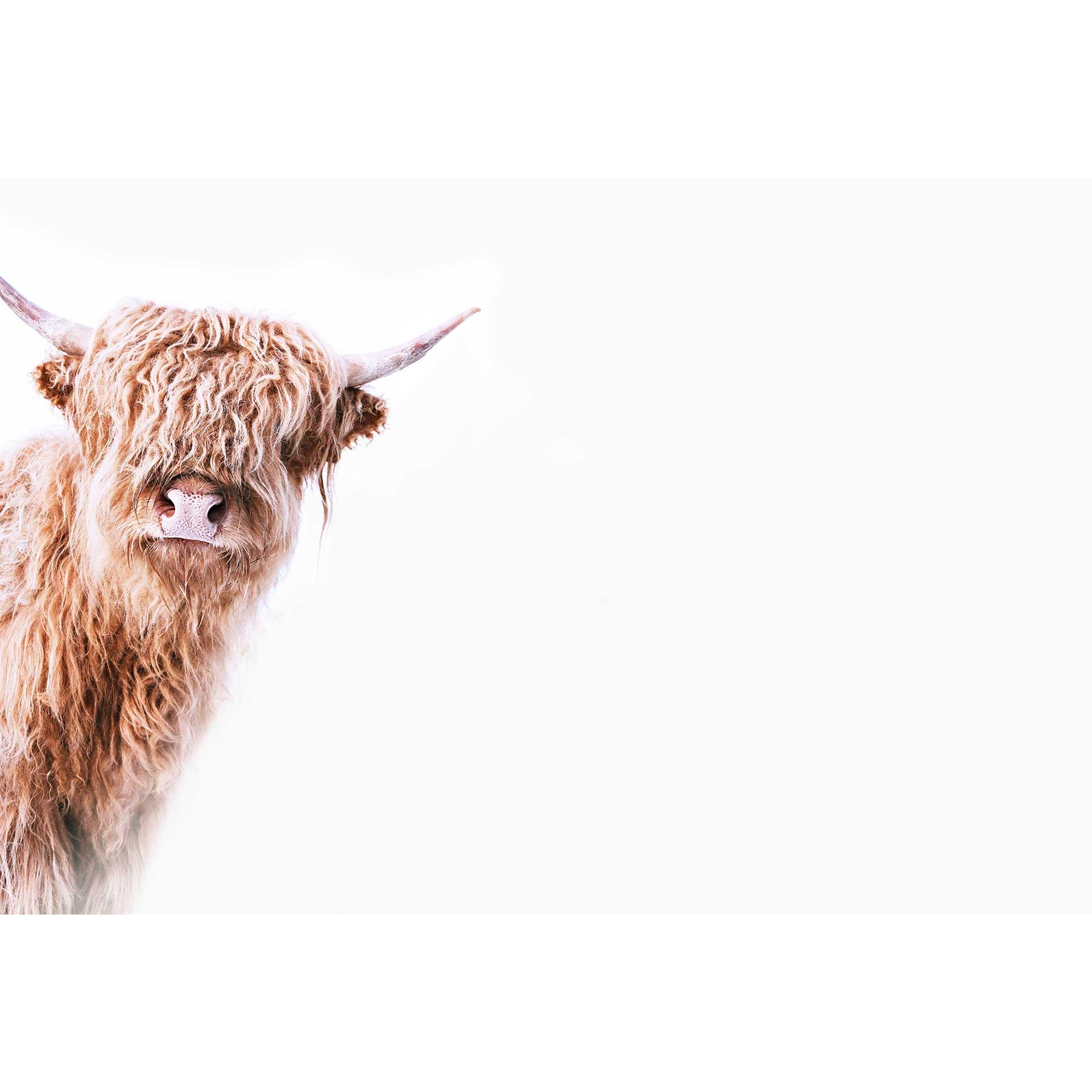 Livingwalls papier peint photo ARTist Highland Cattle beige, marron, blanc