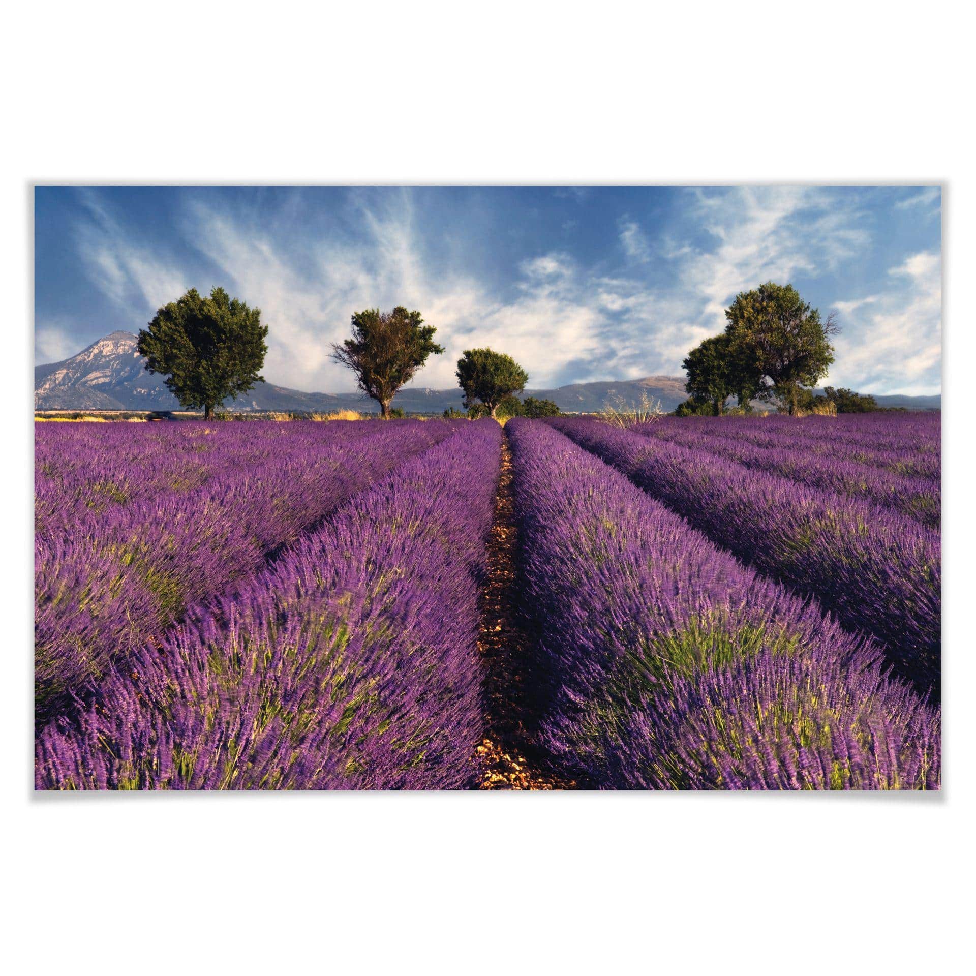 Poster - Champ de lavande