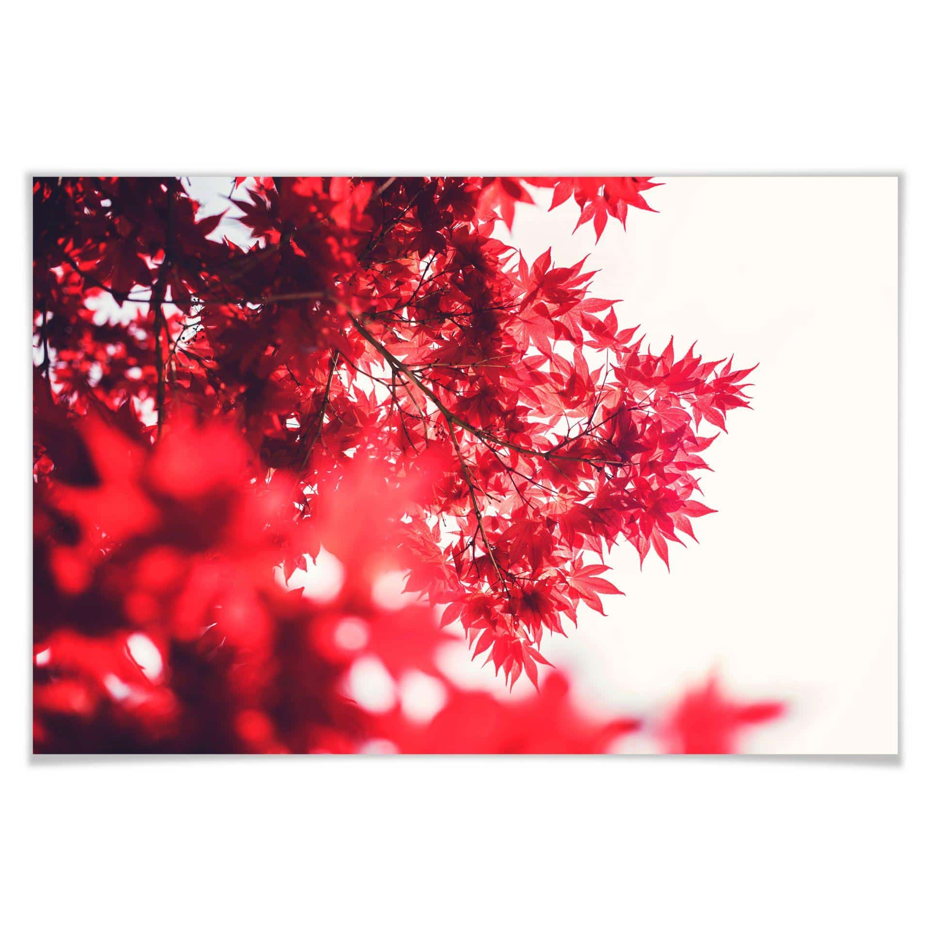 Poster - Érable en automne