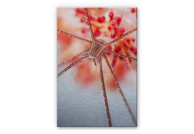 Aluminium Dibond met zilvereffect Narchuk - Onderwater Exotisch