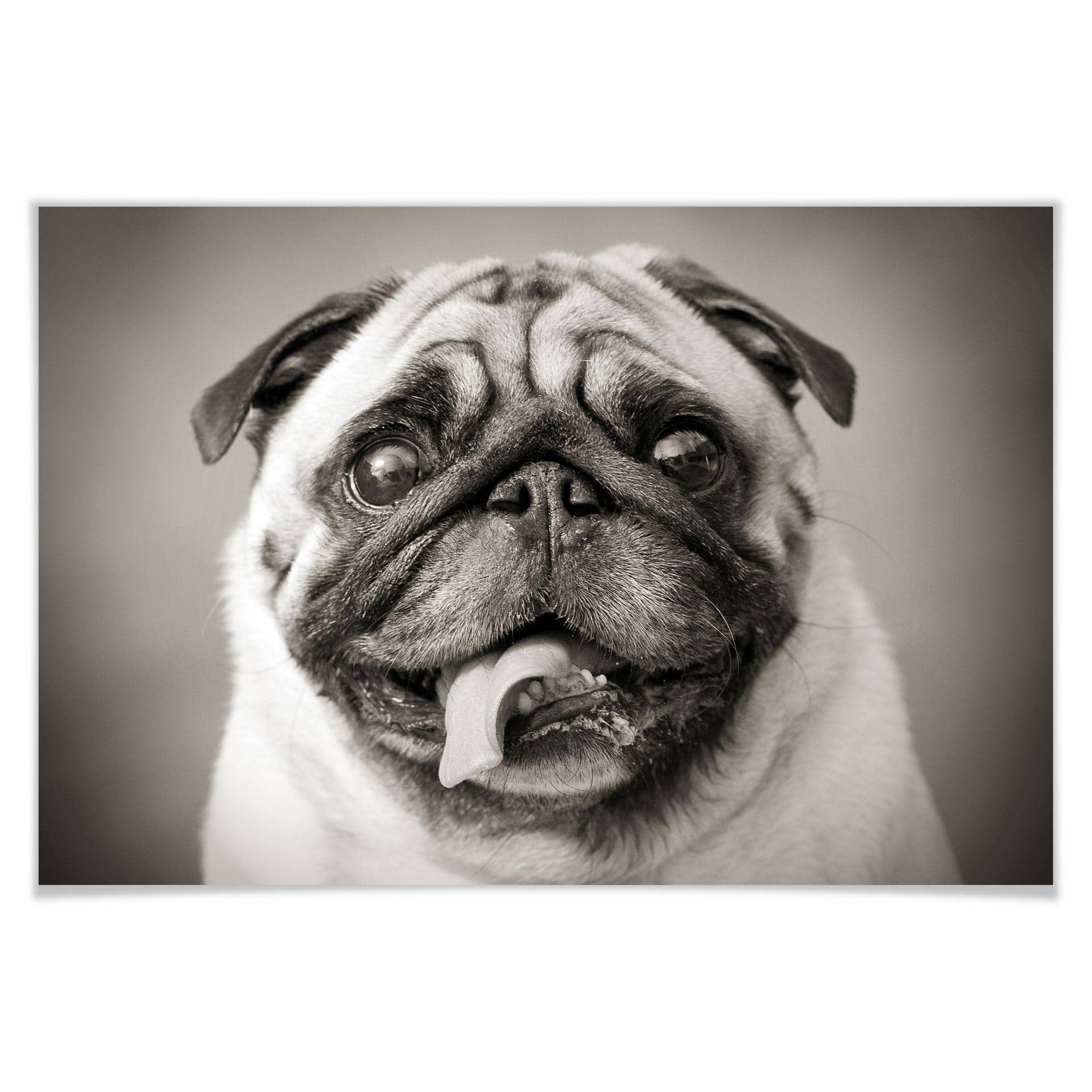 Poster - Chien bien aimé