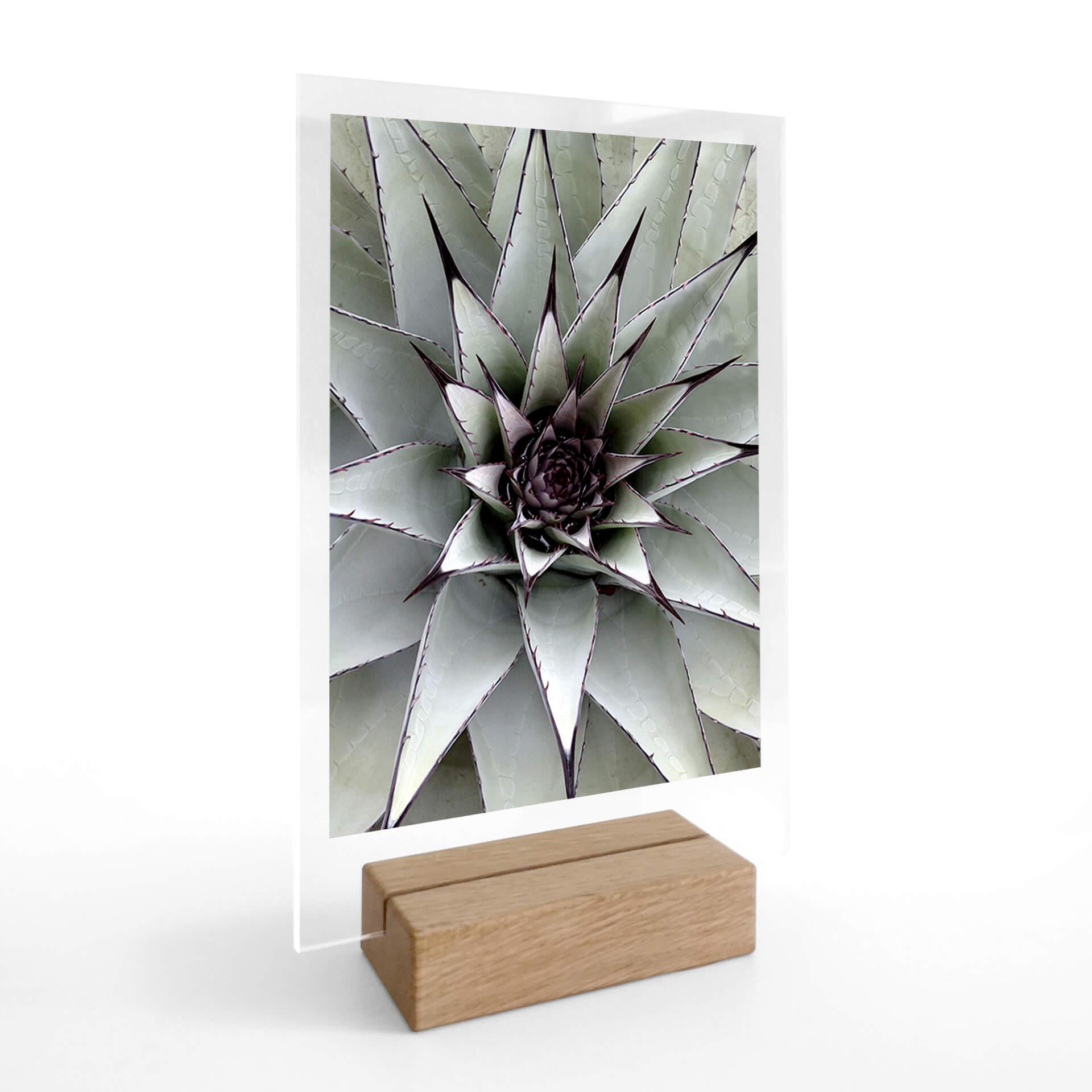 Borddisplay Agave 01