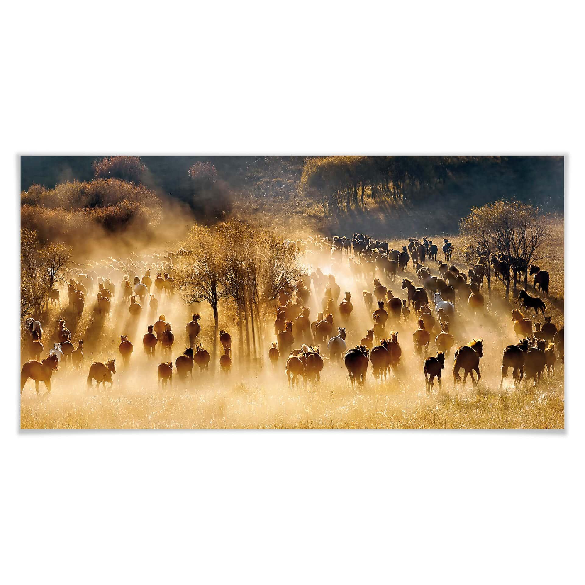 Poster Zhu - Chevaux sauvages dans les montagnes - Panorama