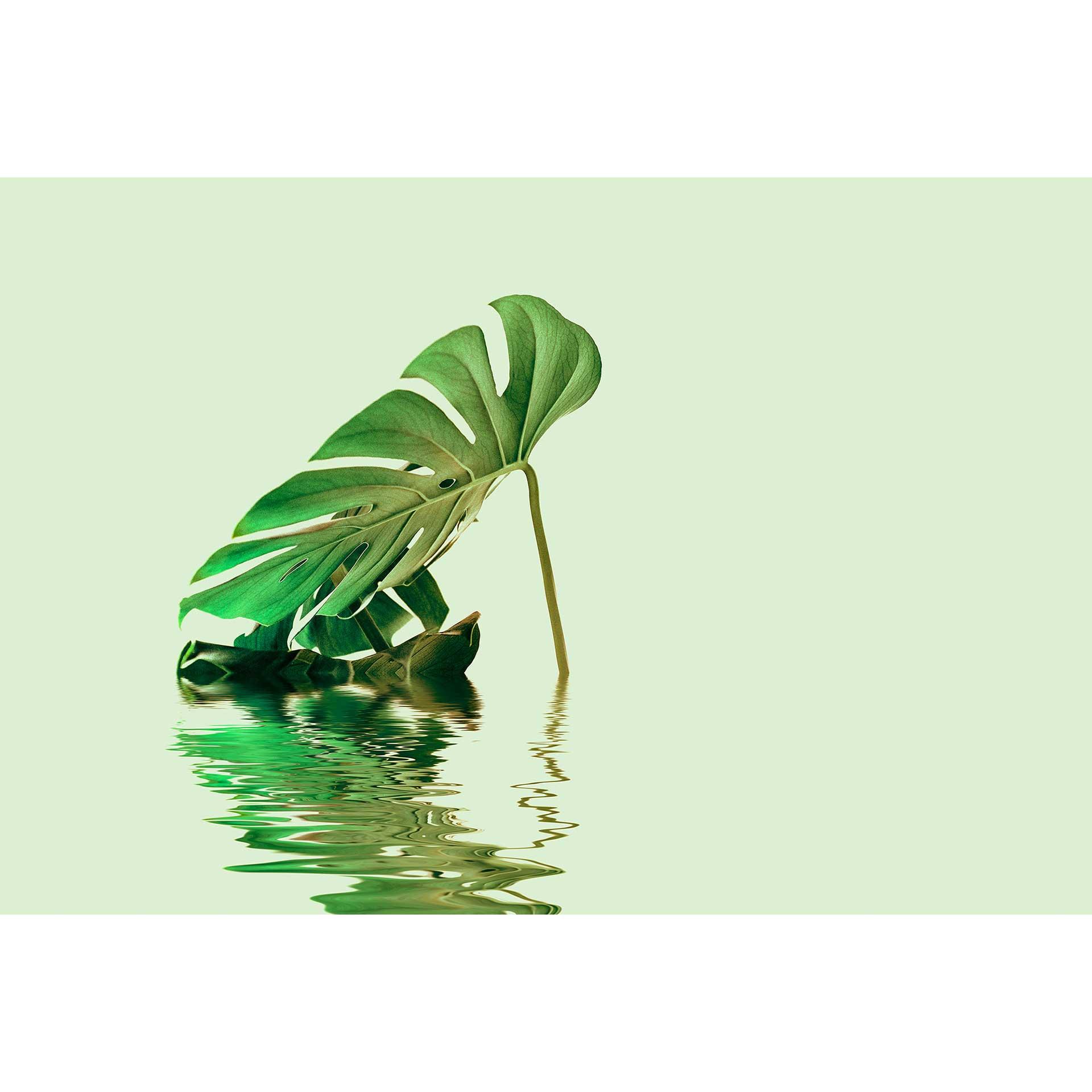 Livingwalls papier peint photo ARTist Monstera Leaf Water vert