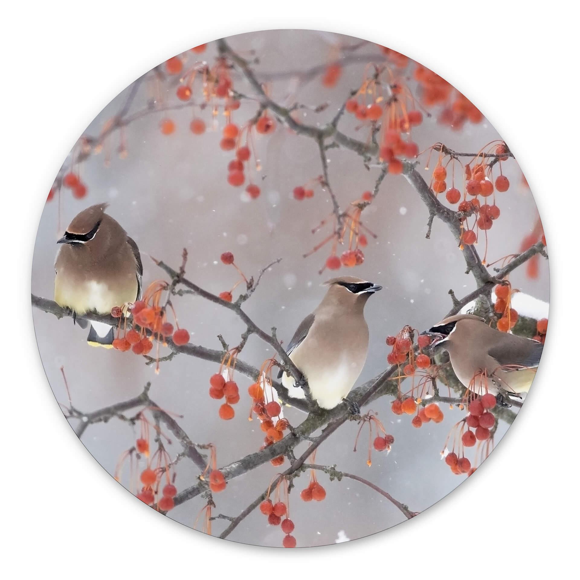 Tableau sur alu-Dibond rond Li - Trois oiseaux dans un paysage d'hiver