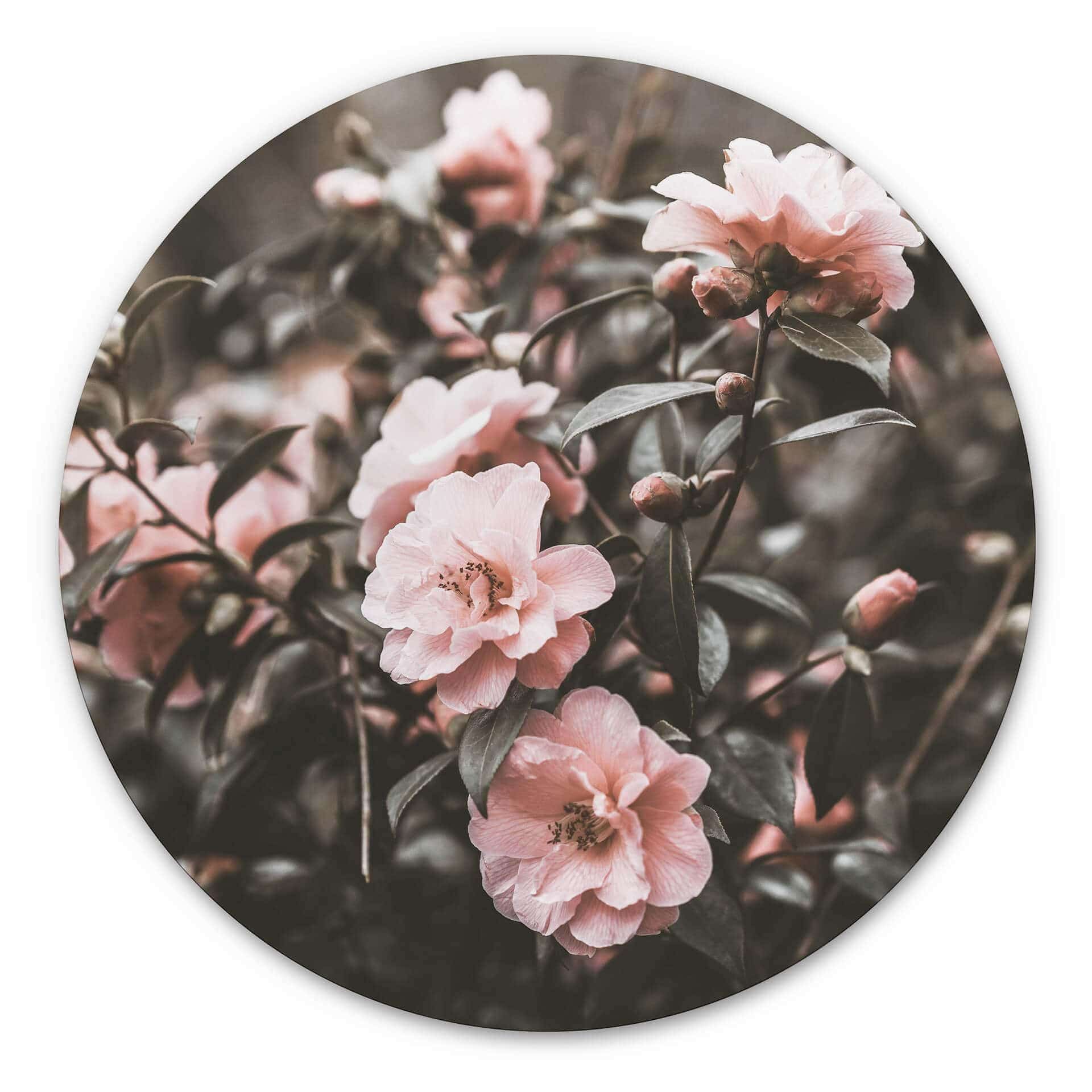 Tableau sur alu-Dibond Annie - Rosier - Rond