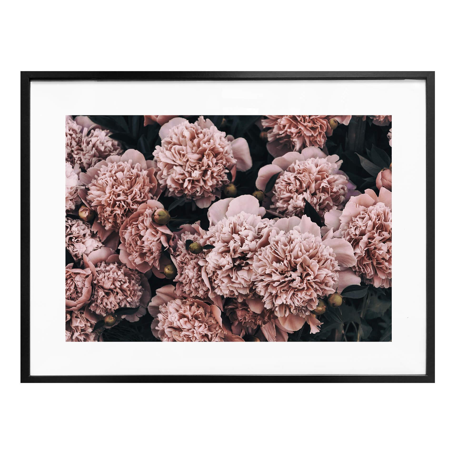 Plakat - Pink pæoner