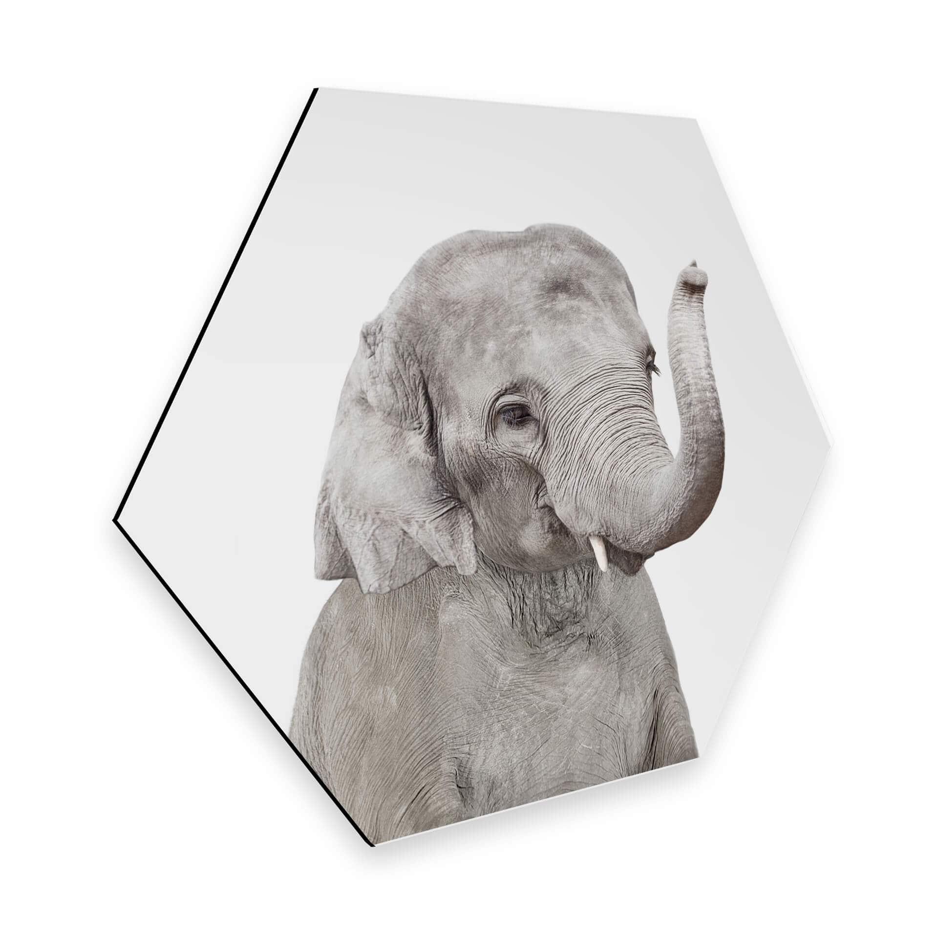 Hexagon Dibond Sisi & Seb - Baby Elephant