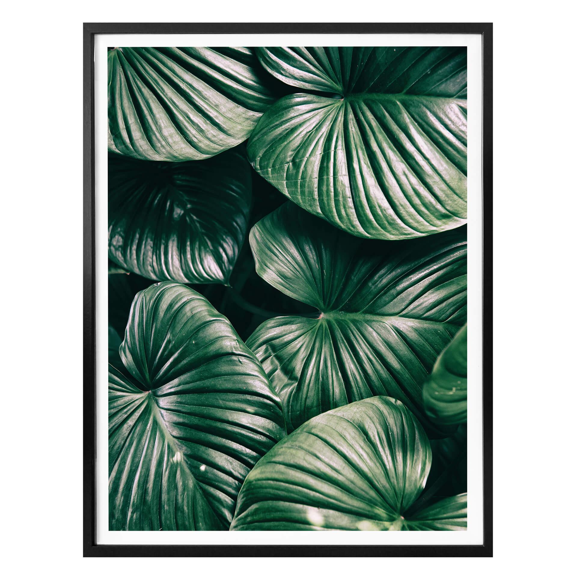 Póster - Jungla urbana - Alokasie Calidora