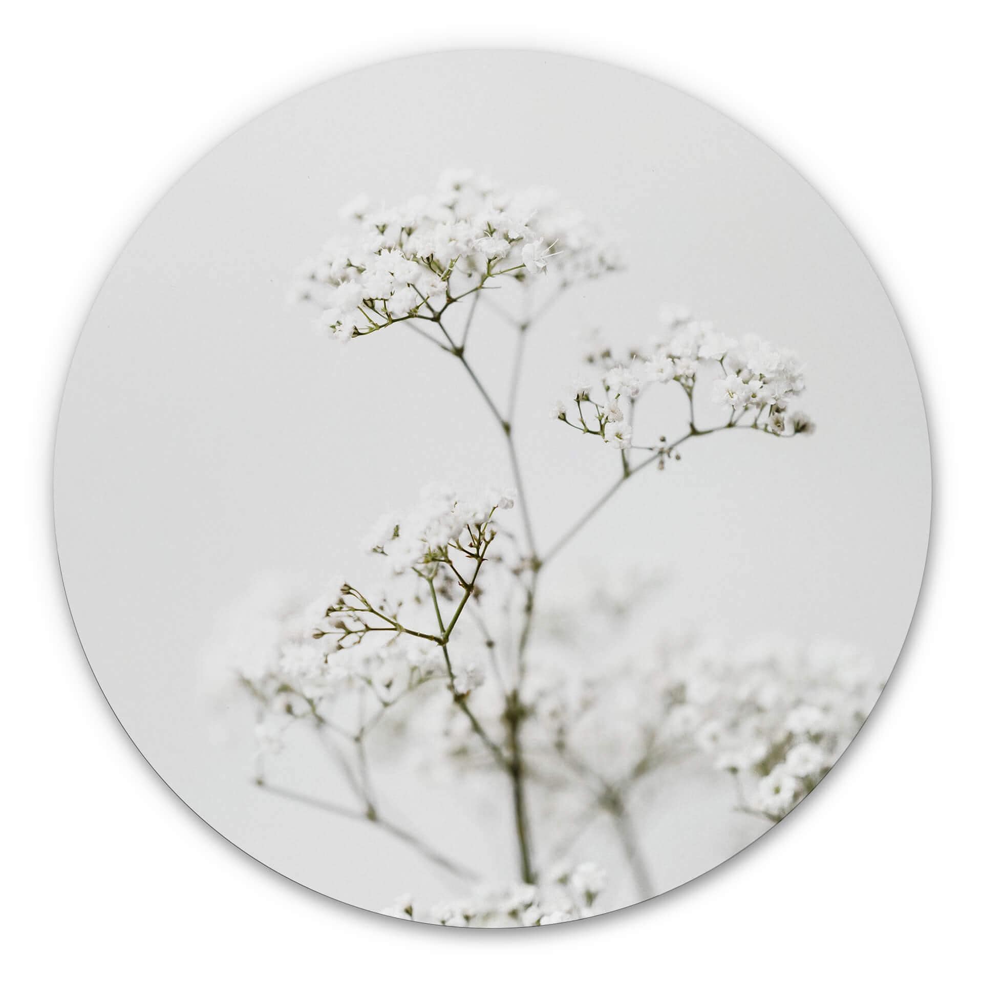 Tableau sur alu-Dibond Annie - Cerfeuil des prés - Rond