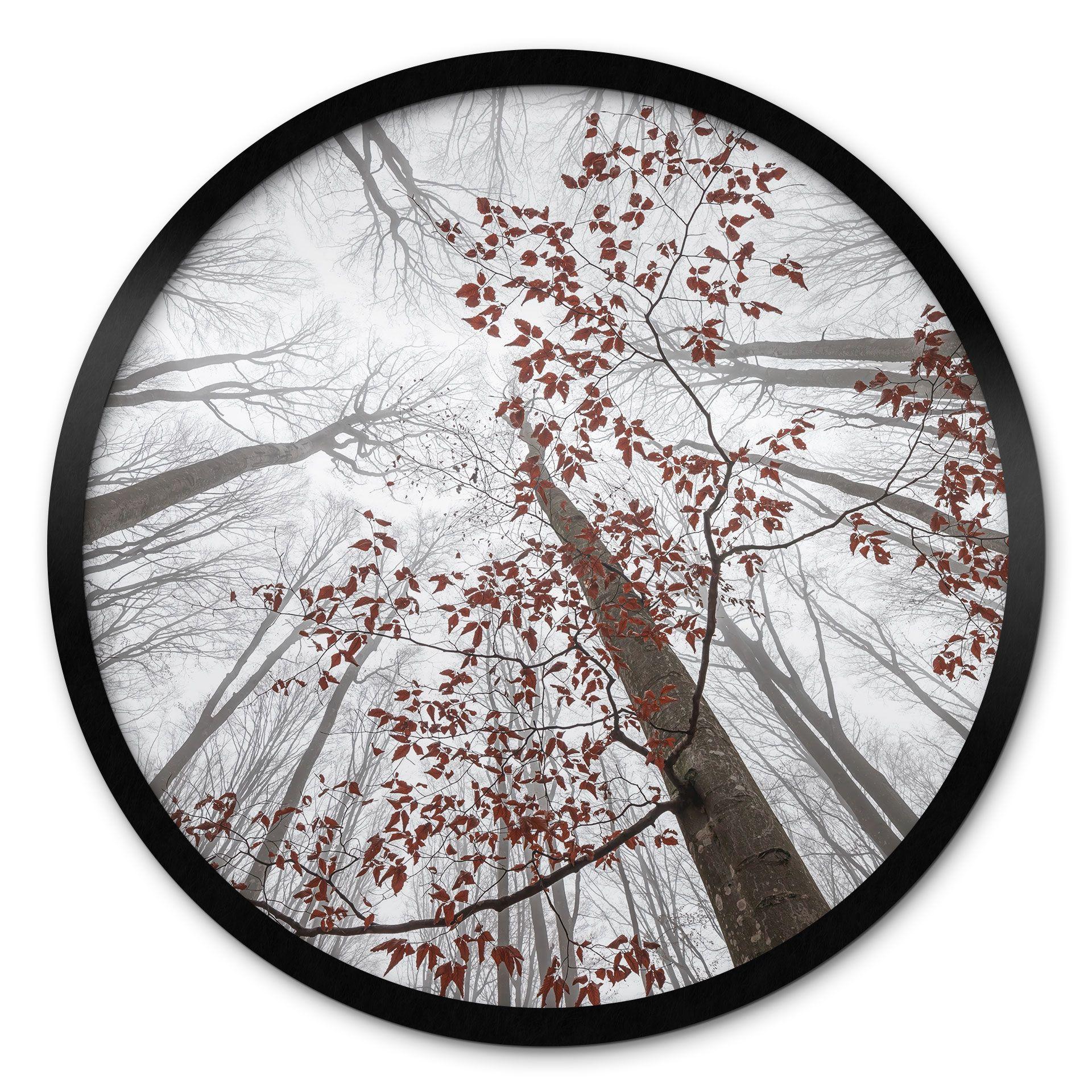 Póster copas de árboles con hojas rojas - Póster bosque redondo - Coman