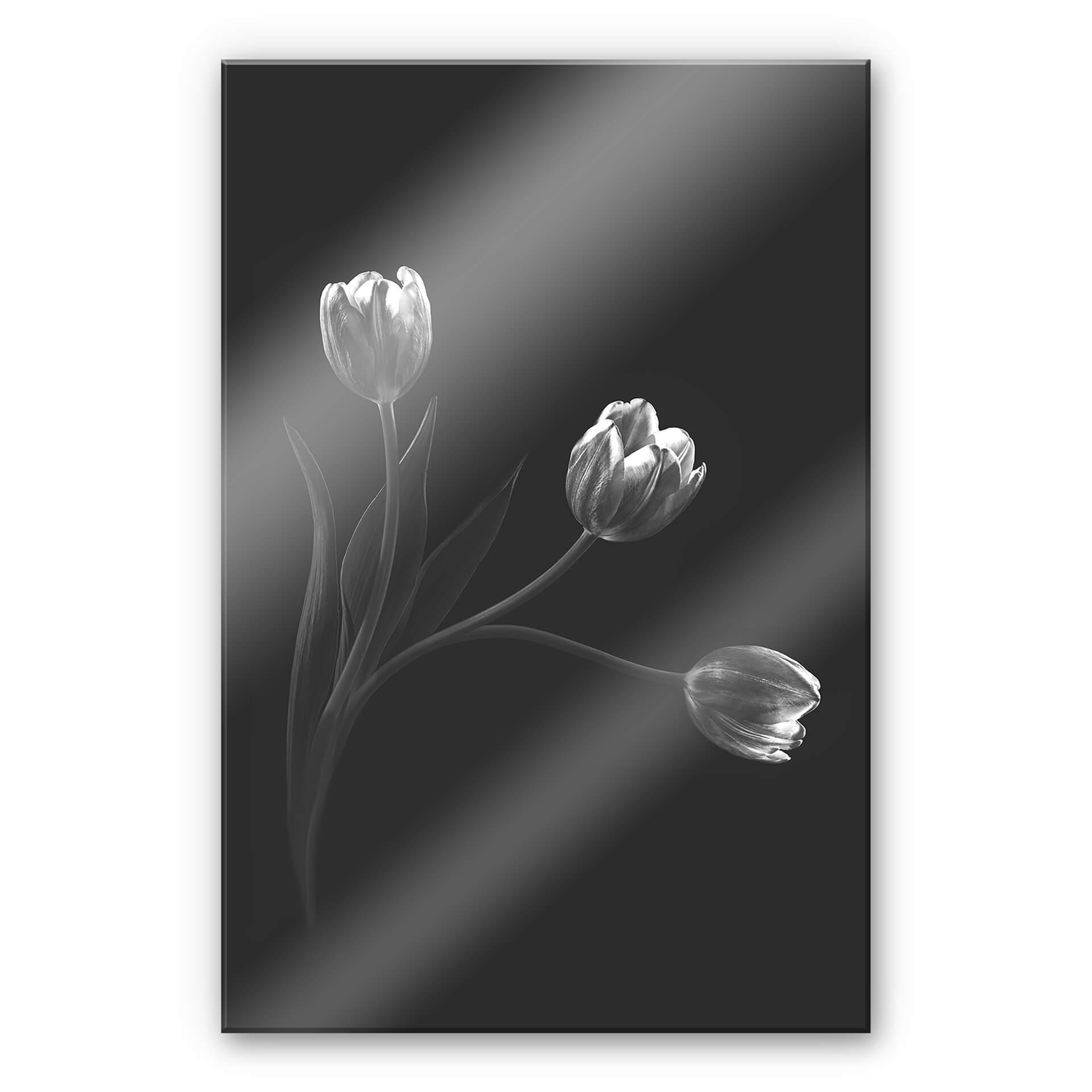 Akrylbillede Pan - Tulipantrio