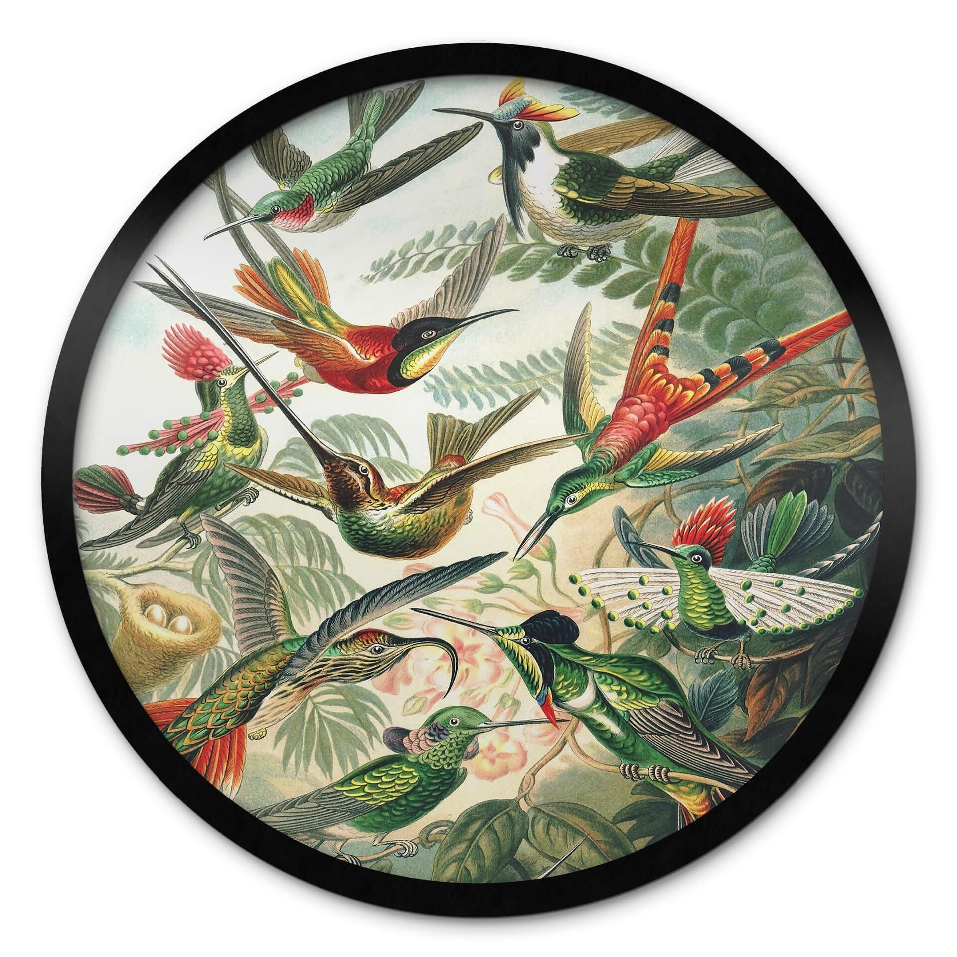 Plakat Haeckel - Hummingbirds
