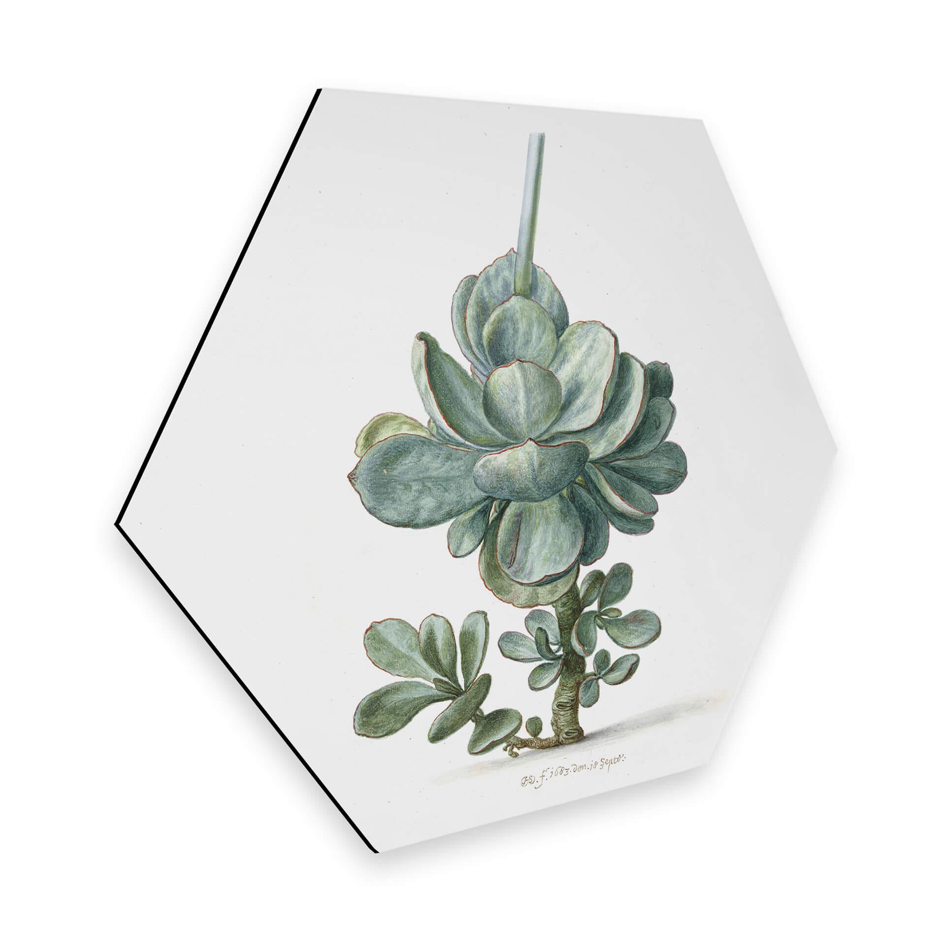 Hexagon Dibond Saftleven - Vetplant